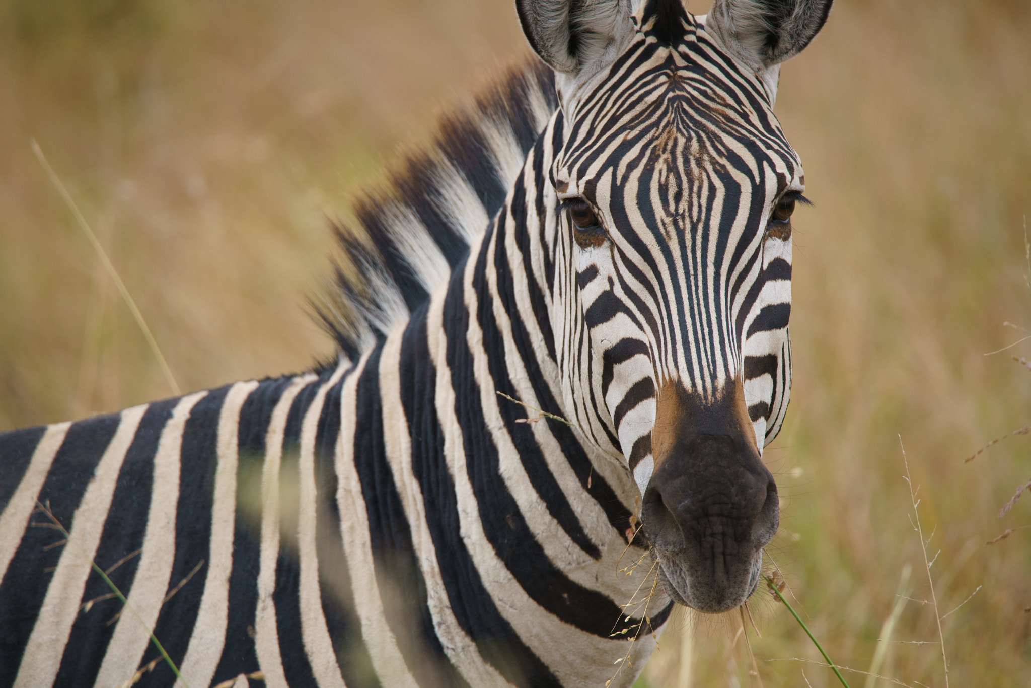 Tamron SP 150-600mm F5-6.3 Di VC USD sample photo. Tarangire national park photography
