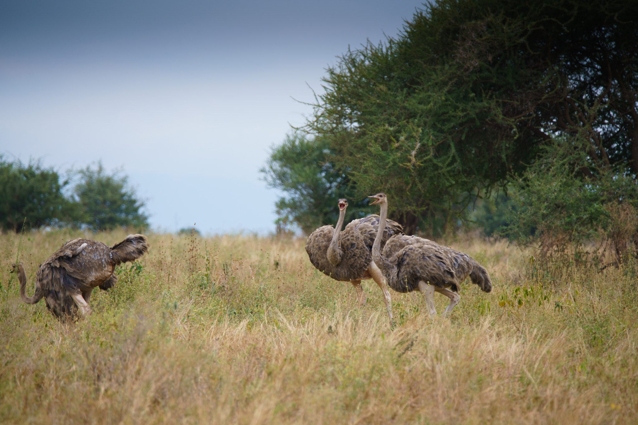 Sony a7R II + Tamron SP 150-600mm F5-6.3 Di VC USD sample photo. Ostriches at tarangire national park photography