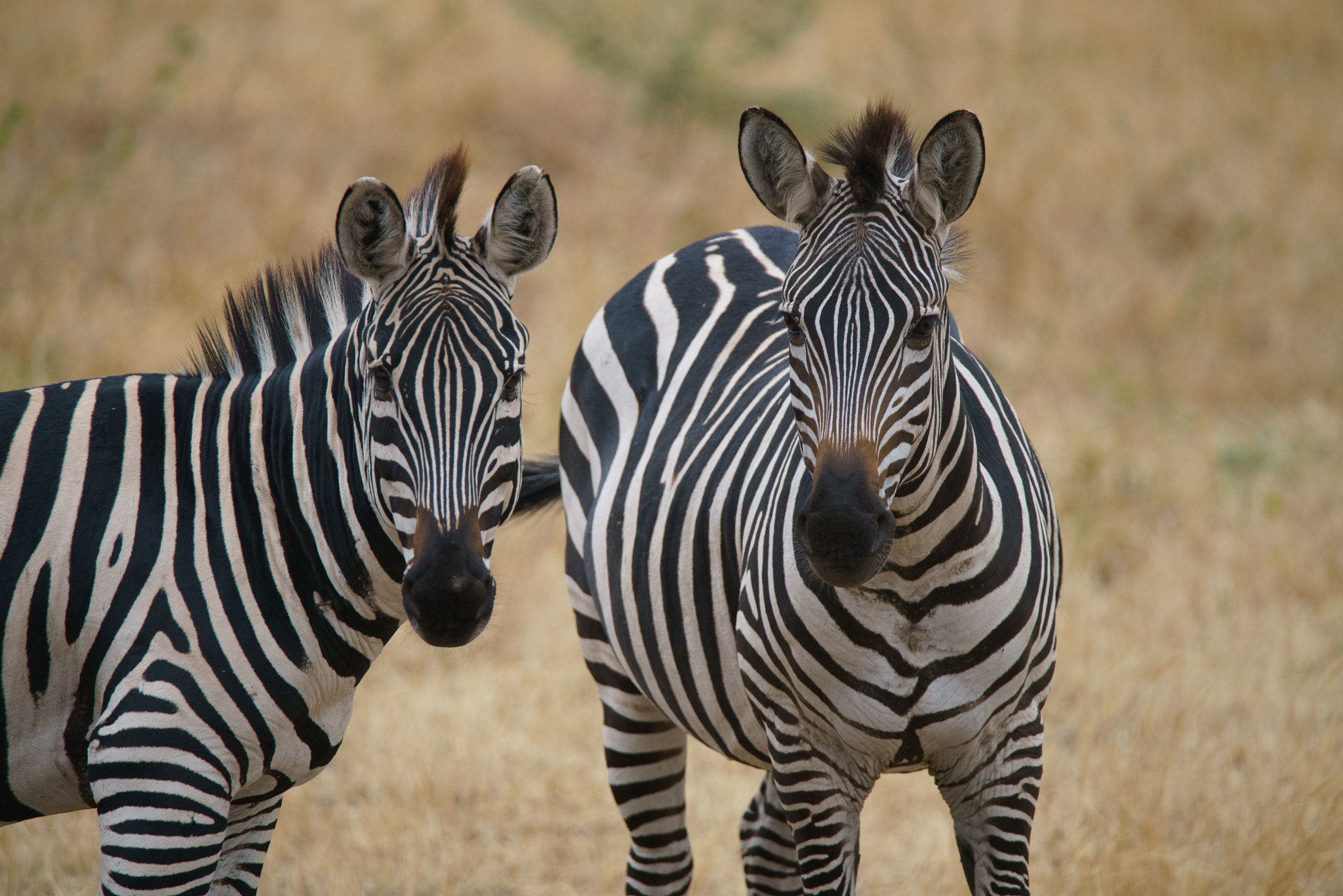 Sony a7R II + Tamron SP 150-600mm F5-6.3 Di VC USD sample photo. Zebras at tarangire national park photography