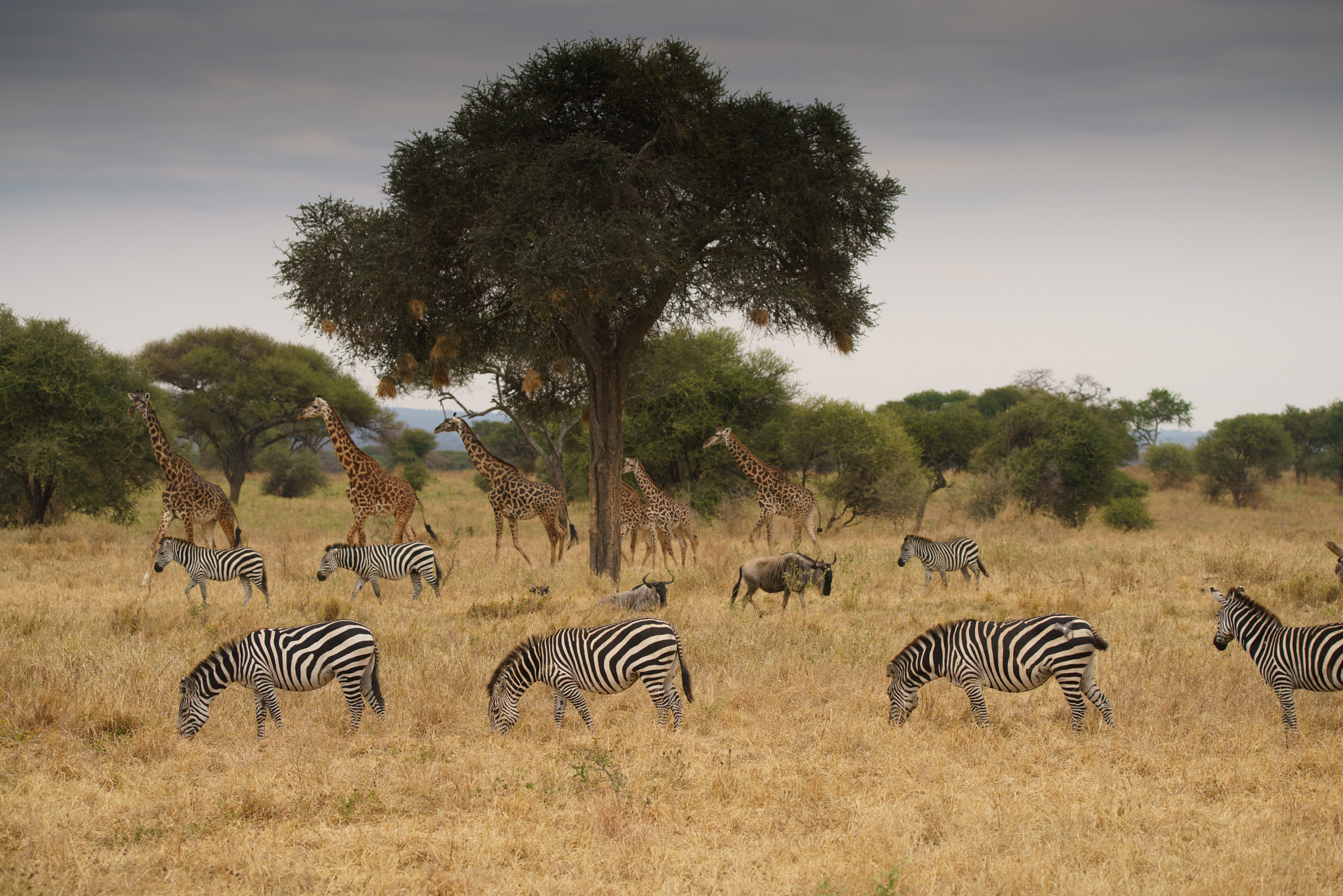 Sony a7R II + Tamron SP 150-600mm F5-6.3 Di VC USD sample photo. Tarangire national park photography