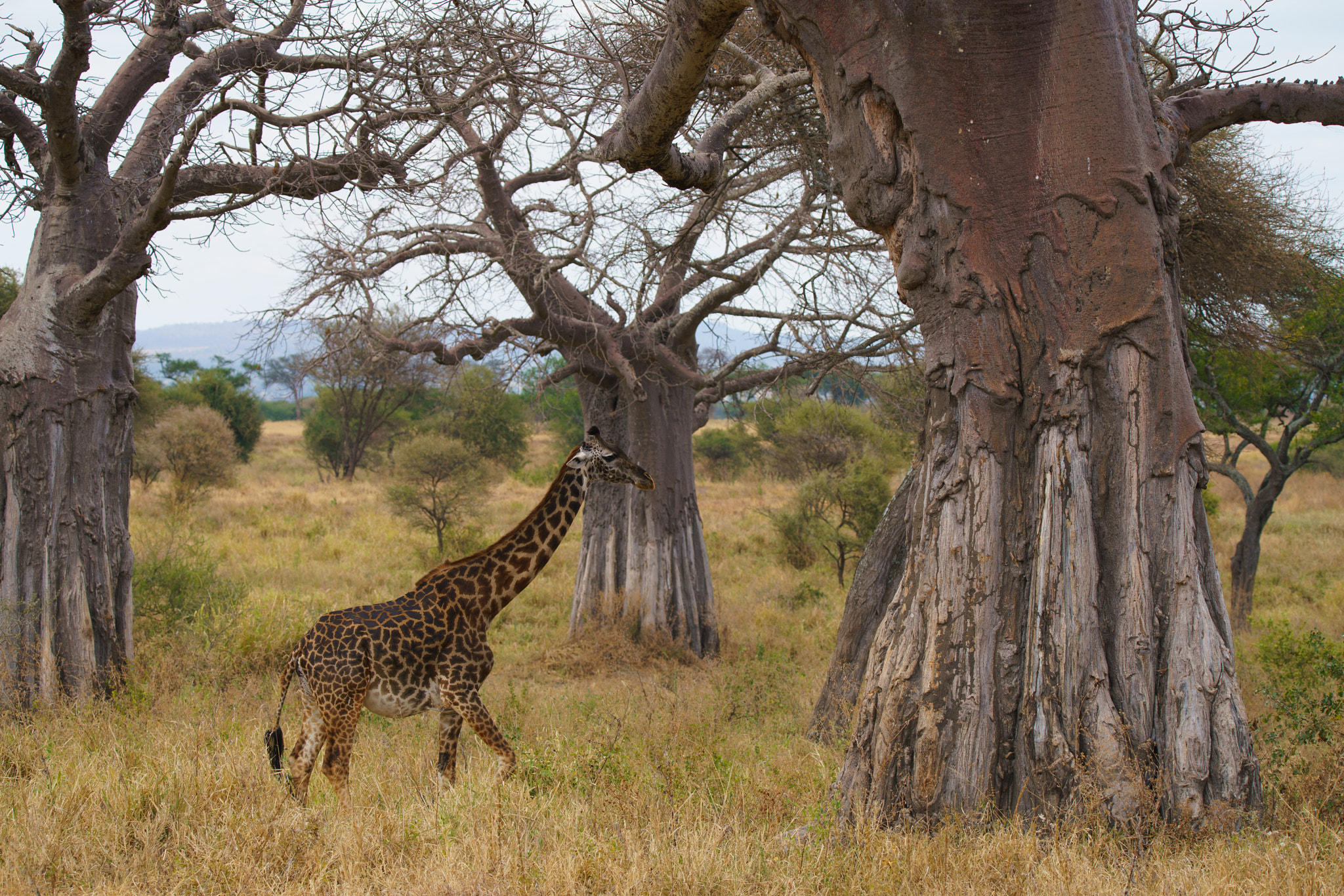 Sony a7R II + Tamron SP 150-600mm F5-6.3 Di VC USD sample photo. Tarangire national park, tanzania photography
