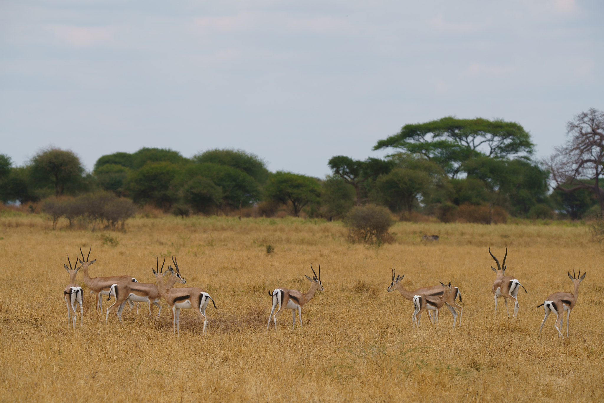 Sony a7R II + Tamron SP 150-600mm F5-6.3 Di VC USD sample photo. Tarangire national park, tanzania photography