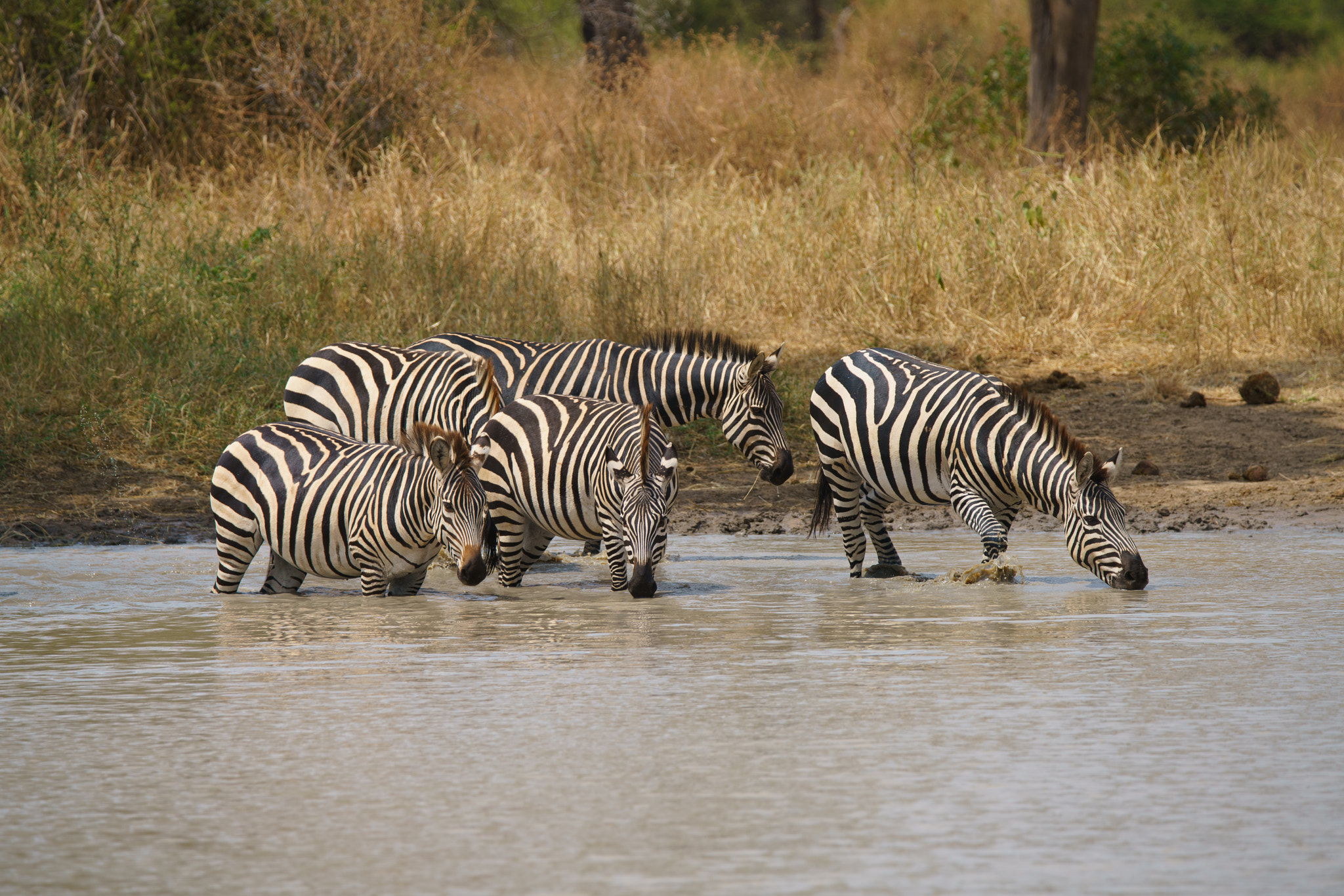 Sony a7R II + Tamron SP 150-600mm F5-6.3 Di VC USD sample photo. Thirsty zebras, tarangire national park, tanzania photography