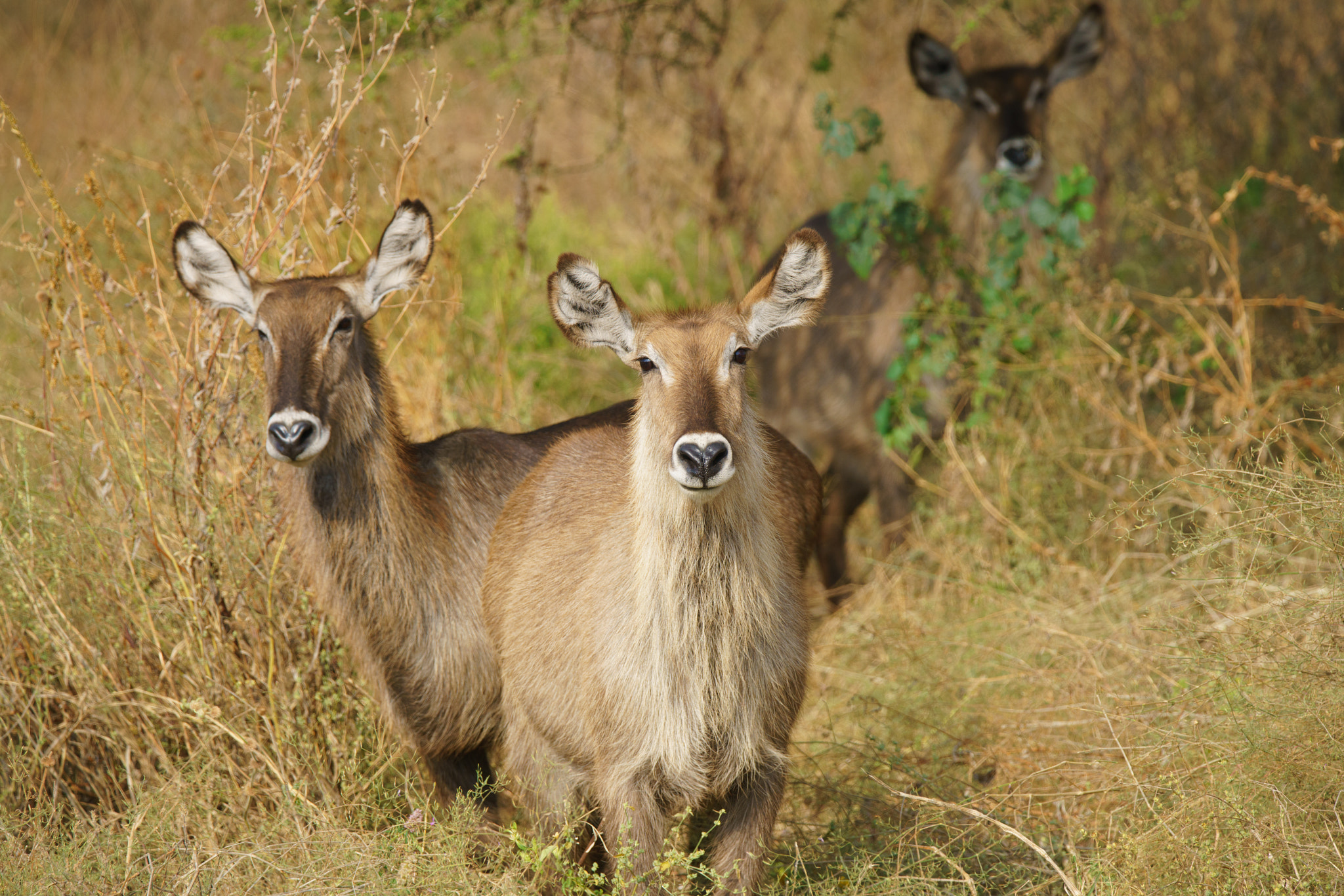 Sony a7R II + Tamron SP 150-600mm F5-6.3 Di VC USD sample photo. Water buck photography