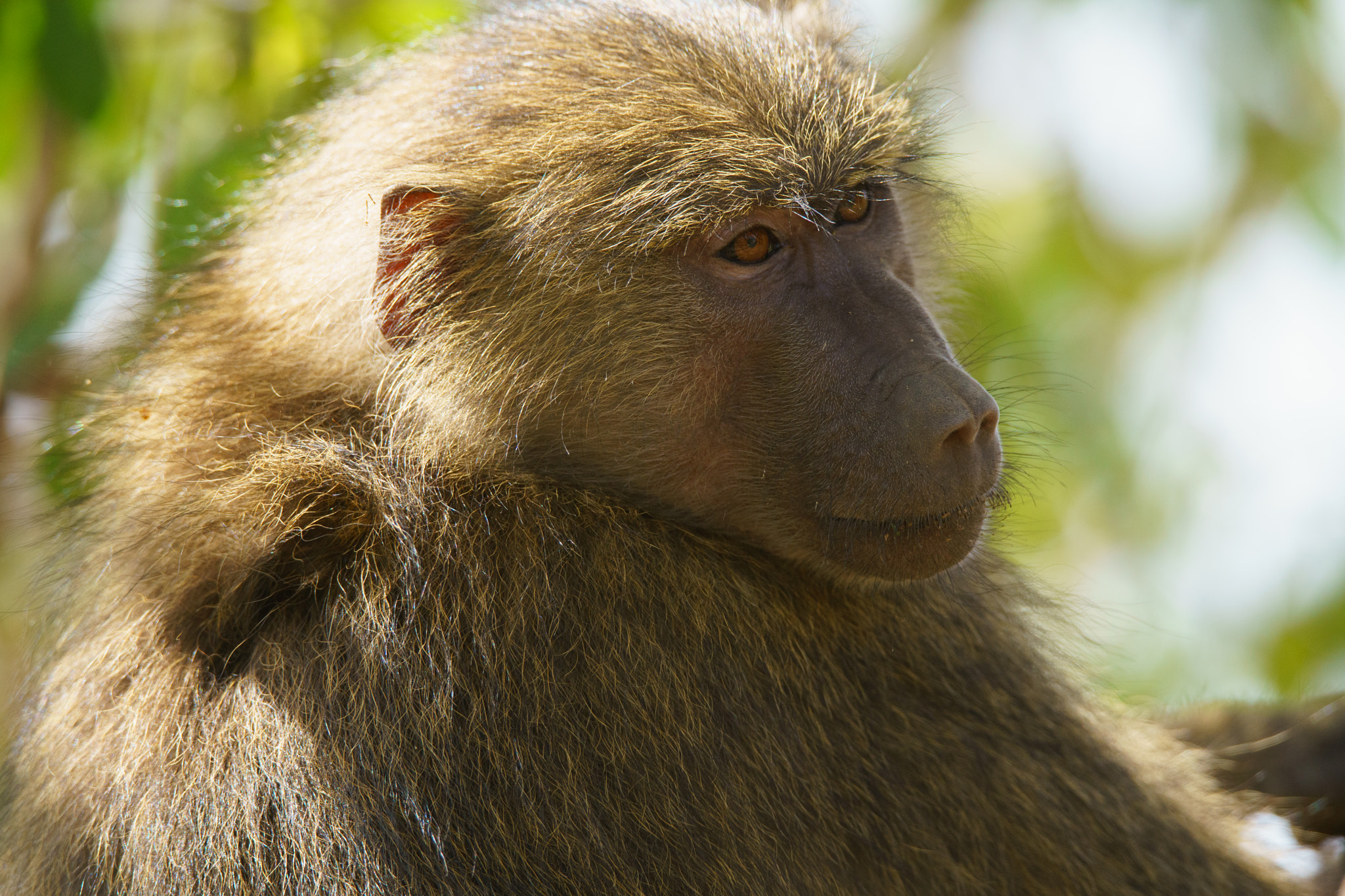 Sony a7R II + Tamron SP 150-600mm F5-6.3 Di VC USD sample photo. Baboon at lake manyara national park photography