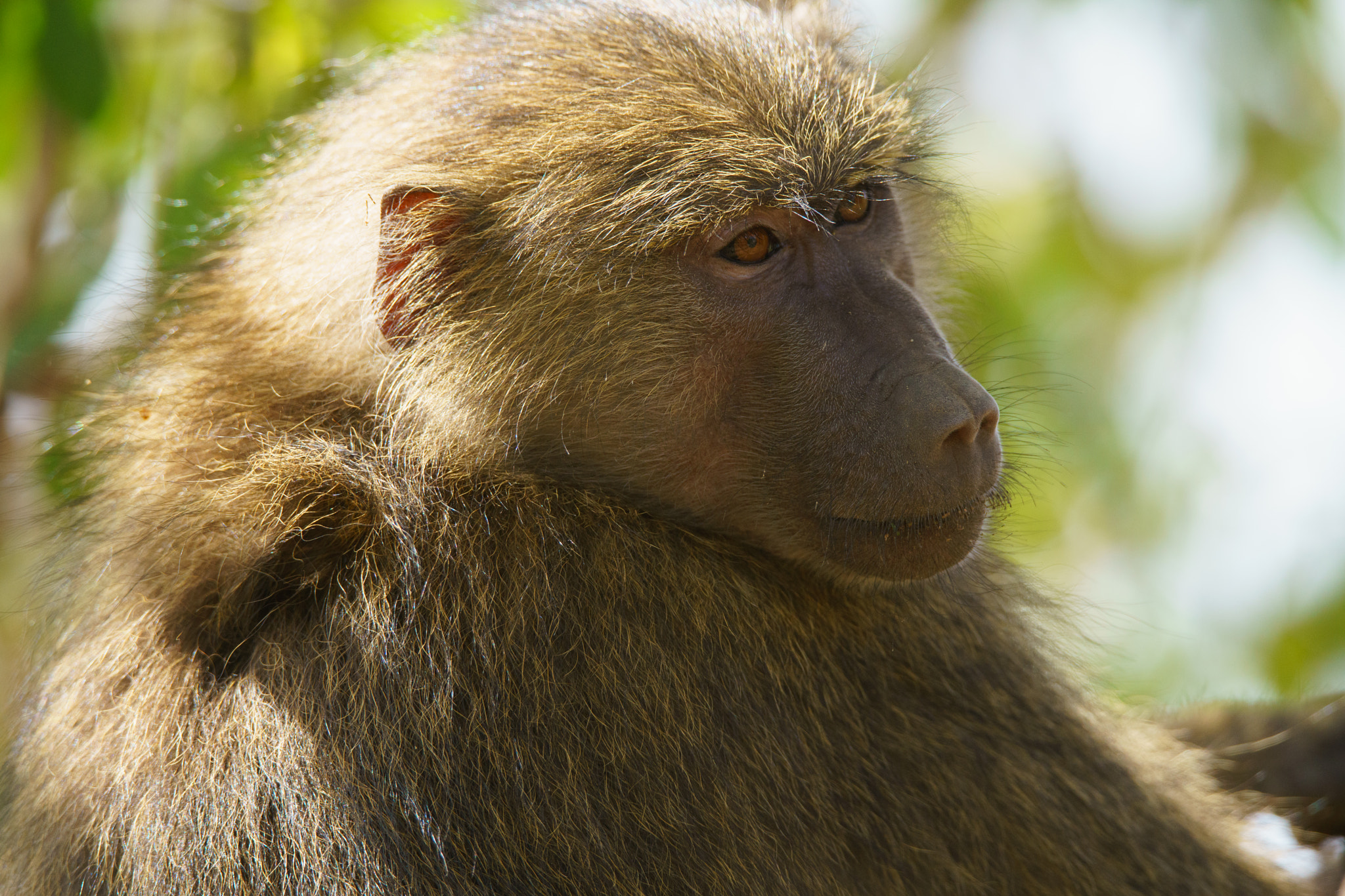 Sony a7R II + Tamron SP 150-600mm F5-6.3 Di VC USD sample photo. Baboon at lake manyara national park photography