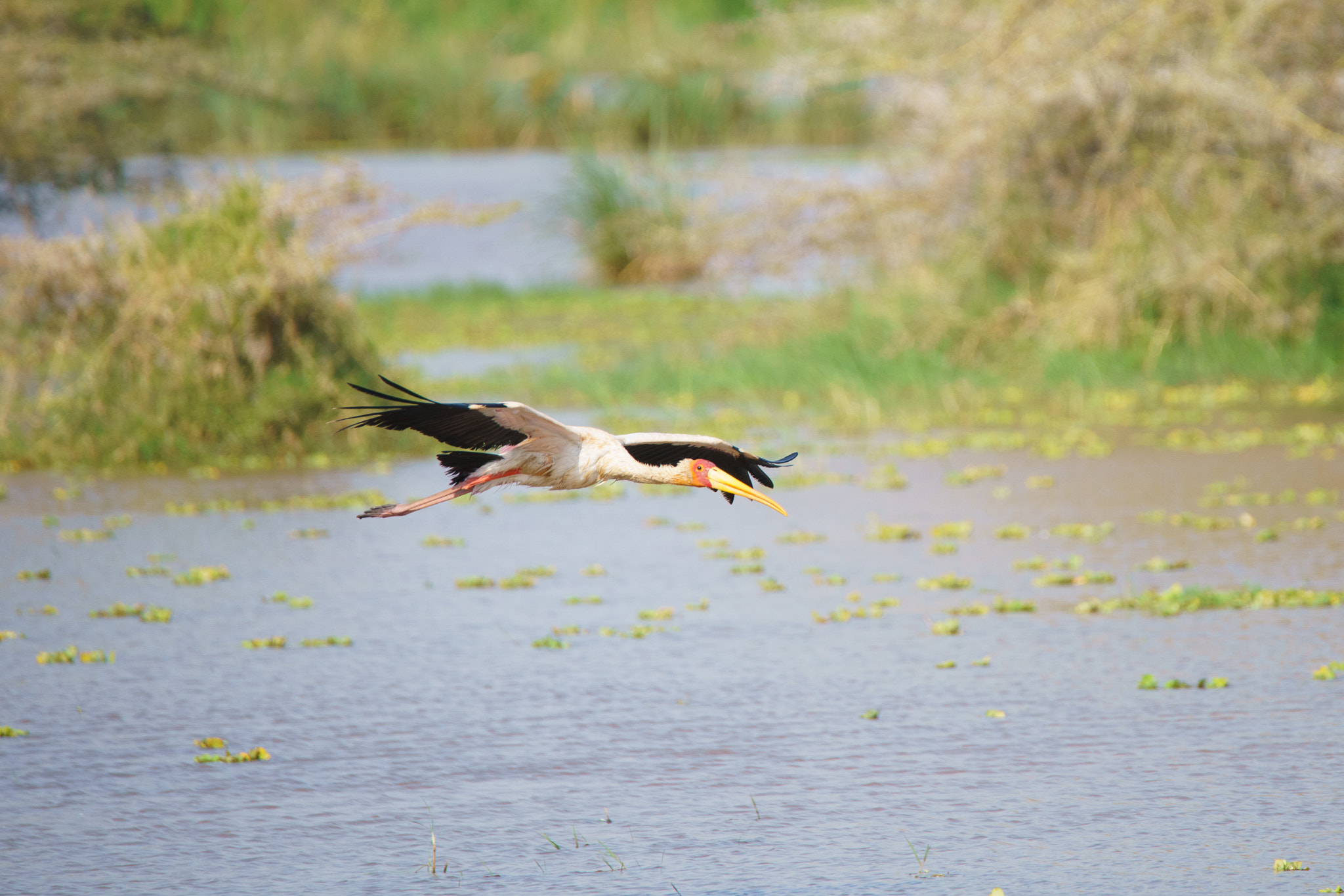 Sony a7R II + Tamron SP 150-600mm F5-6.3 Di VC USD sample photo. Yellow billed stork at lake manyara national park photography