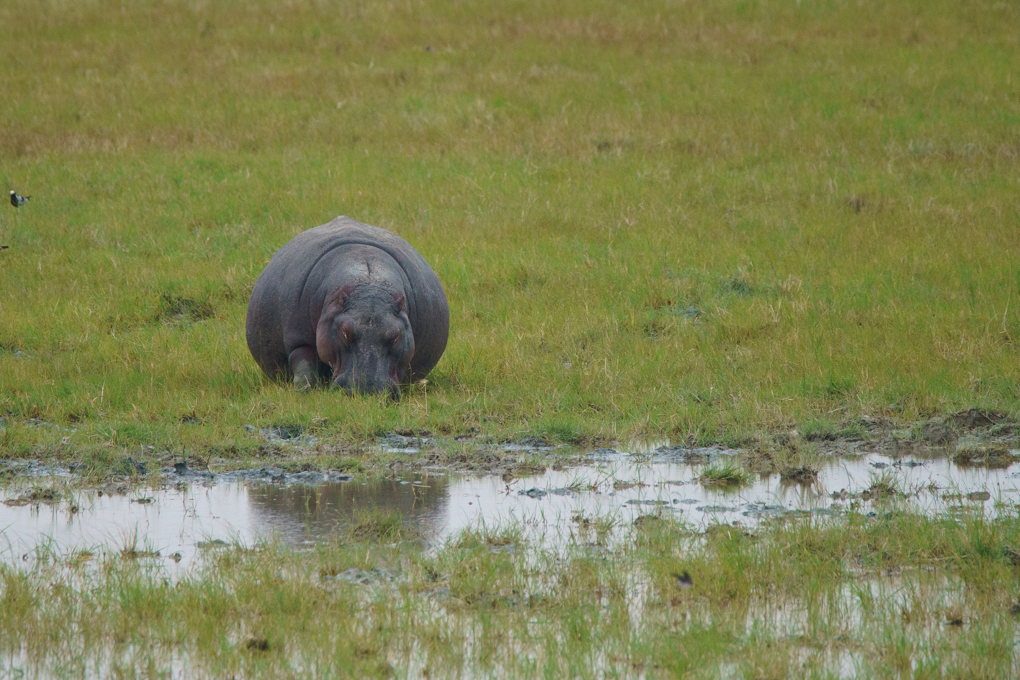 Sony a7R II + Tamron SP 150-600mm F5-6.3 Di VC USD sample photo. Hippo at ngorongoro crater photography