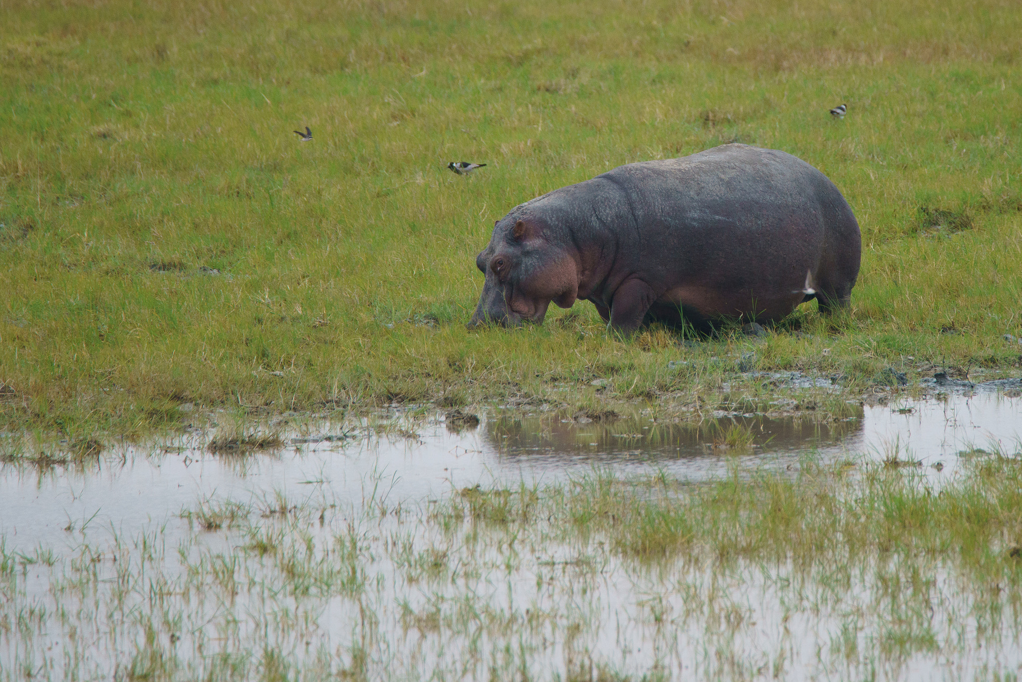 Sony a7R II + Tamron SP 150-600mm F5-6.3 Di VC USD sample photo. Hippo at ngorongoro crater photography