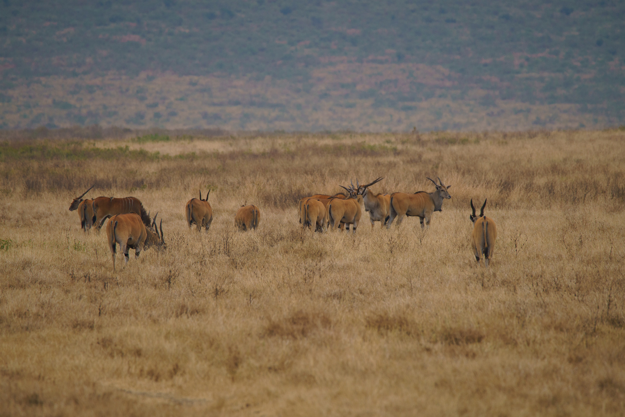Sony a7R II + Tamron SP 150-600mm F5-6.3 Di VC USD sample photo. Eland antelopes at ngorongoro cater photography