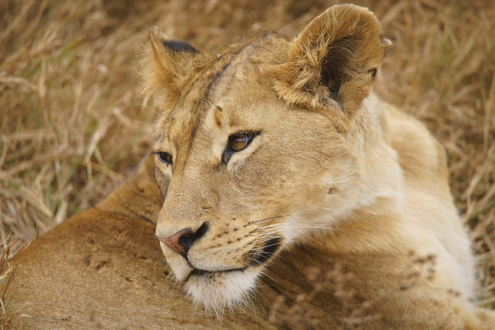 Sony a7R II + Tamron SP 150-600mm F5-6.3 Di VC USD sample photo. Lion photography