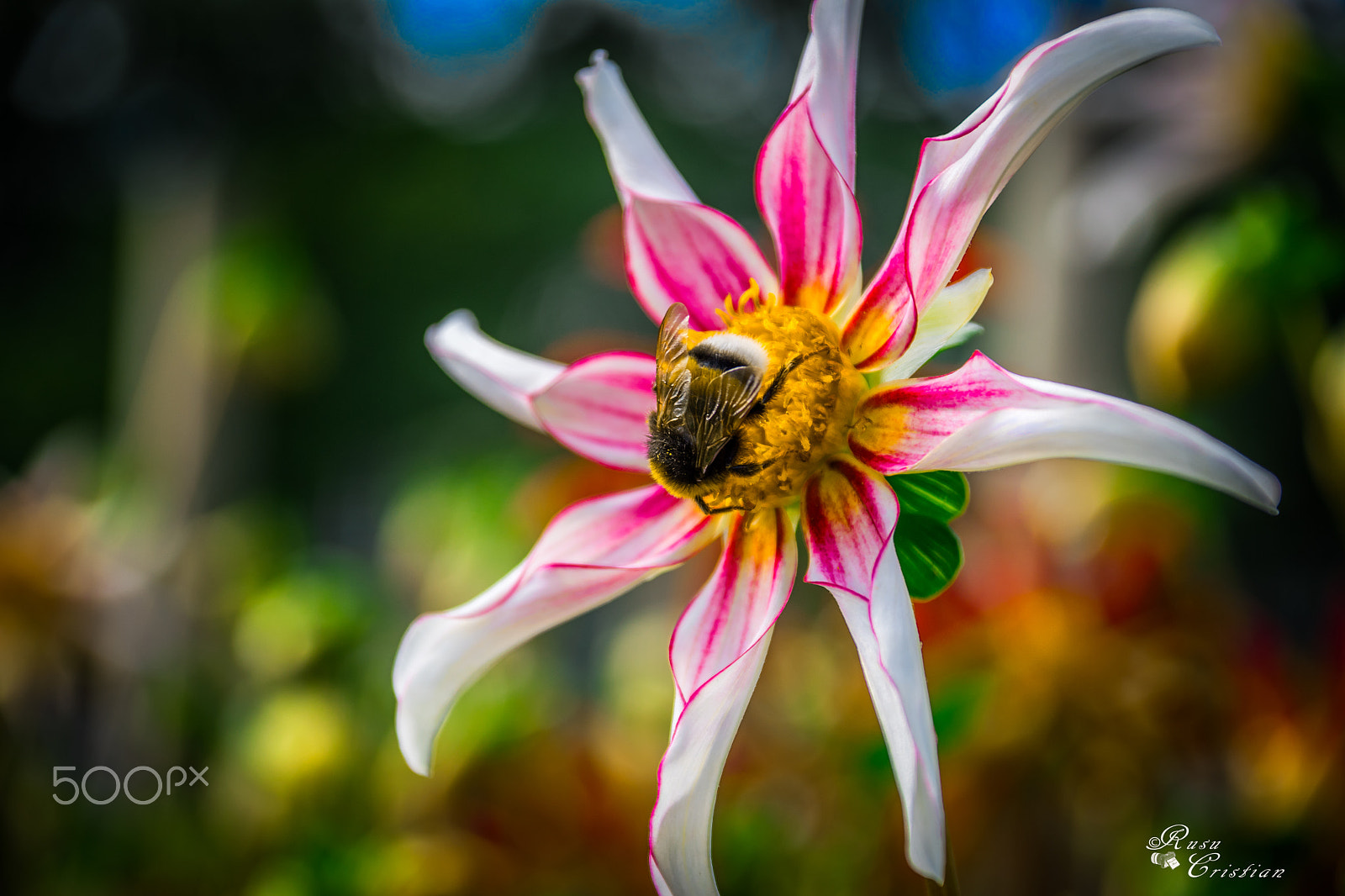Sigma 28-300mm F3.5-6.3 DG Macro sample photo. Nature photography
