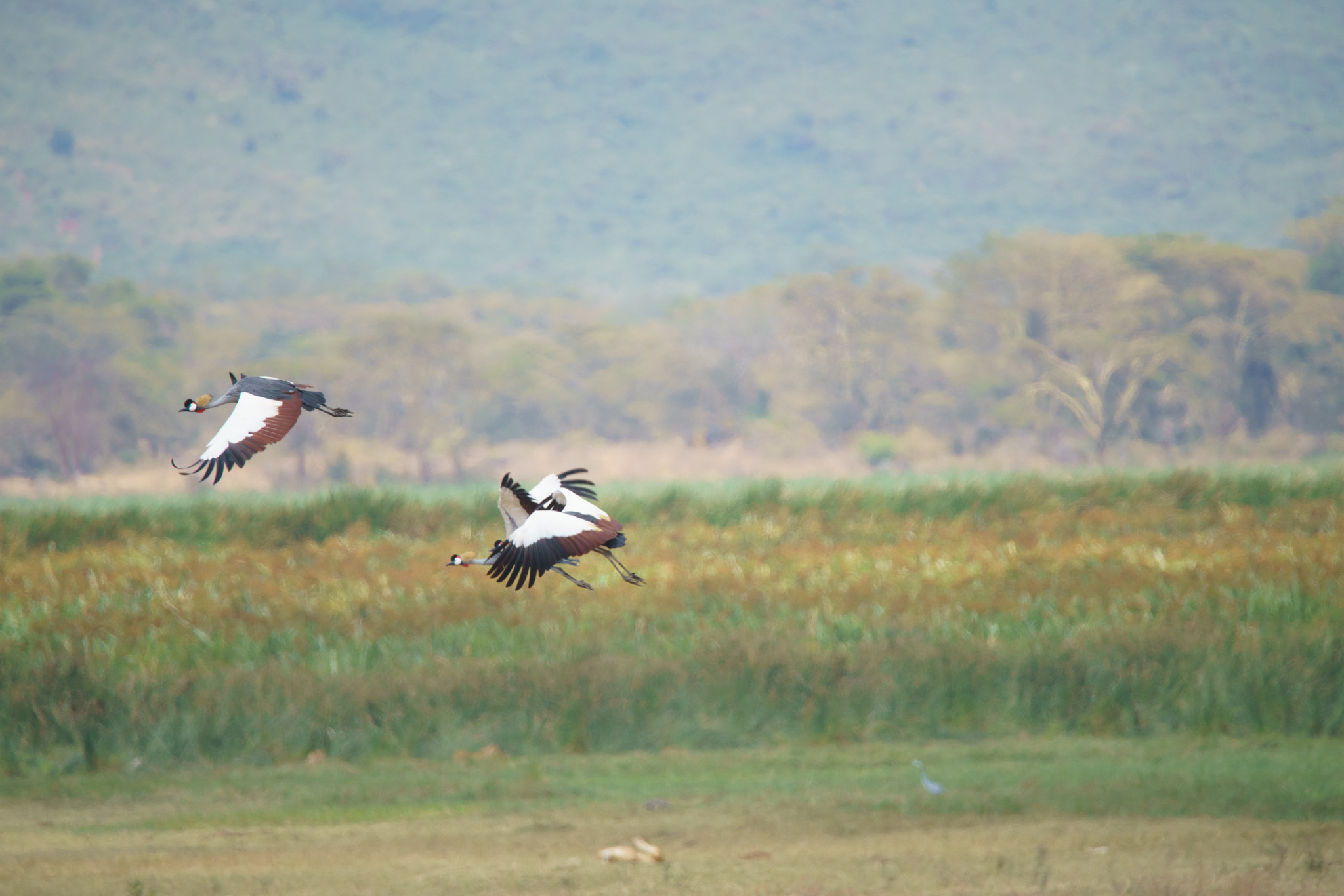 Sony a7R II + Tamron SP 150-600mm F5-6.3 Di VC USD sample photo. Yellow billed stork photography