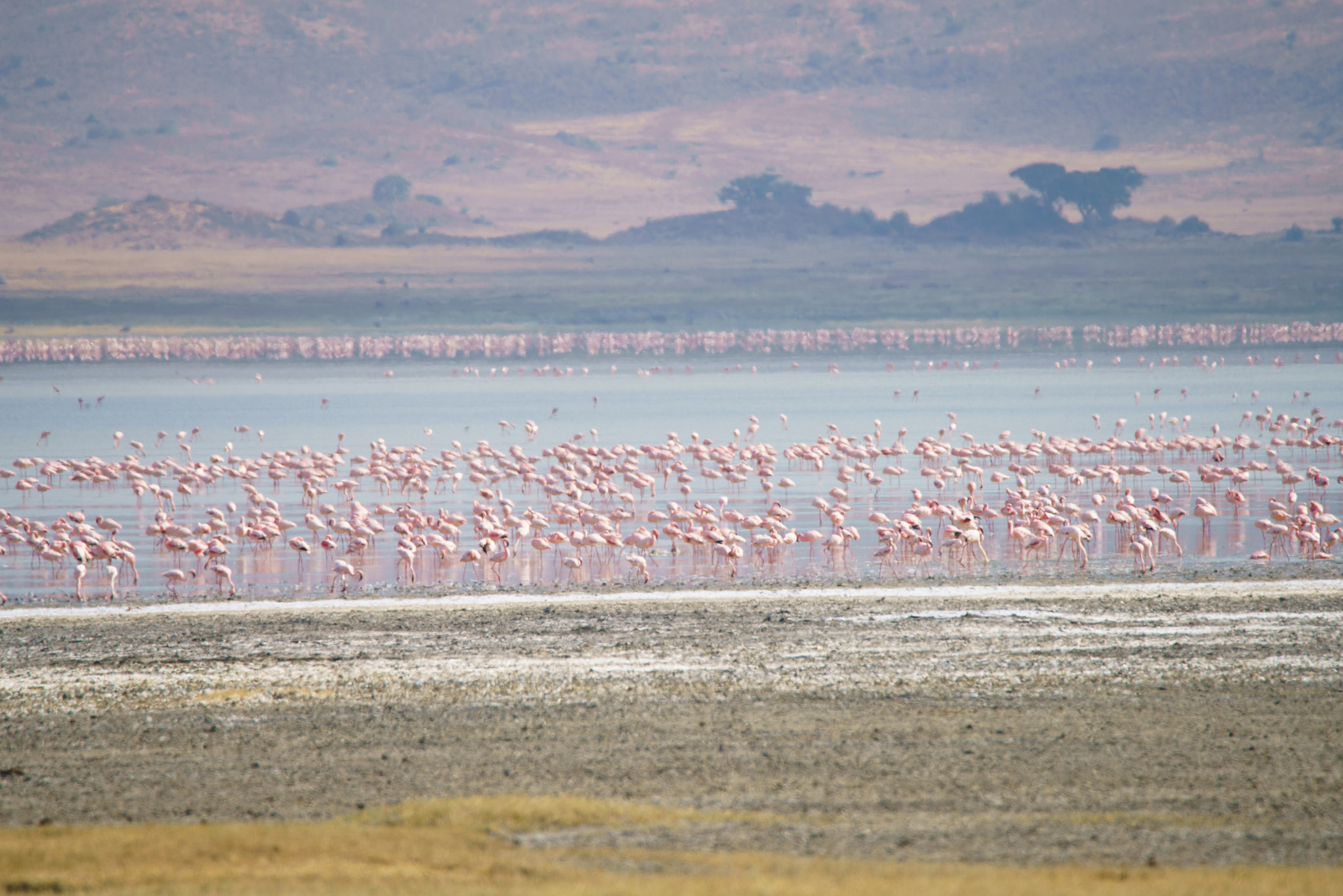 Sony a7R II + Tamron SP 150-600mm F5-6.3 Di VC USD sample photo. Pink flamingoes photography