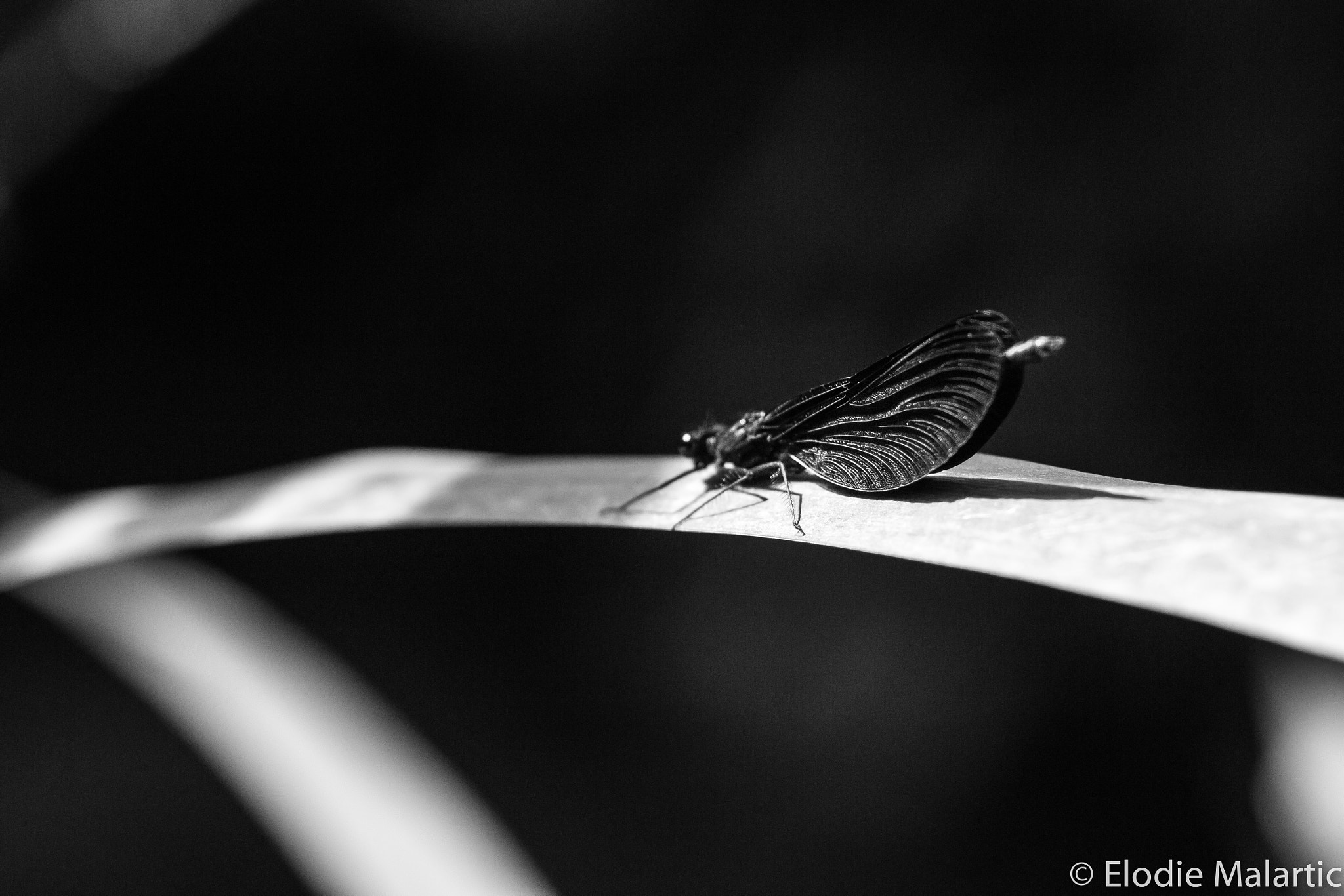 Sigma 105mm F2.8 EX DG Macro sample photo. Dentelle photography