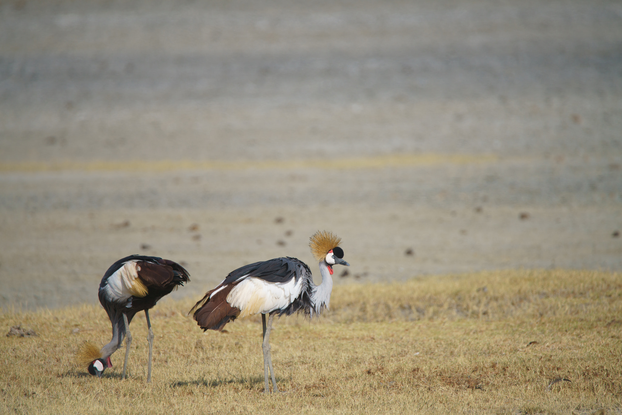 Sony a7R II + Tamron SP 150-600mm F5-6.3 Di VC USD sample photo. A pair of crown cranes photography