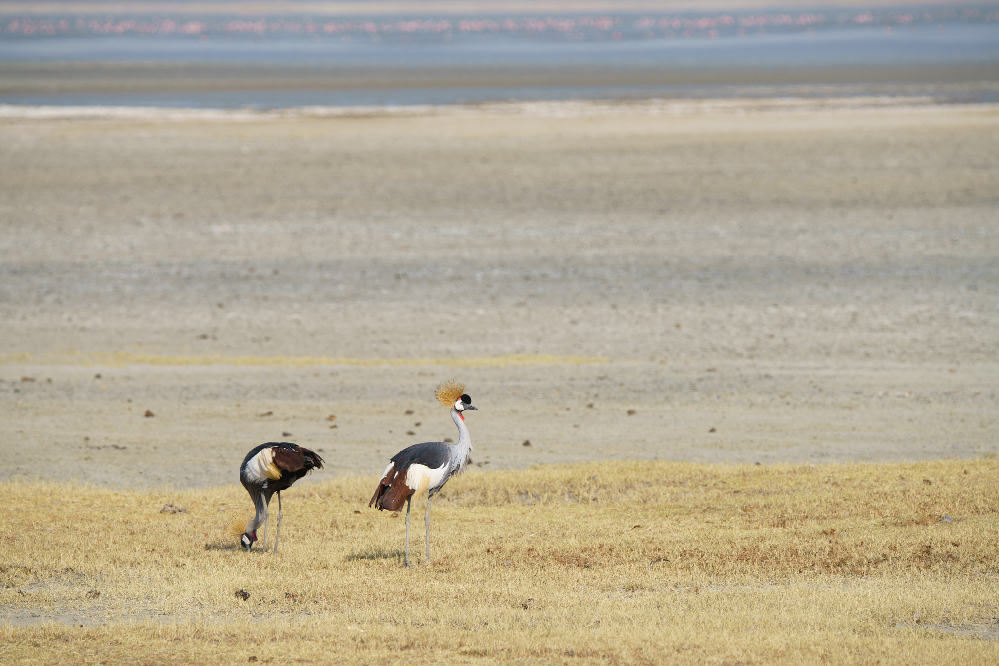 Sony a7R II + Tamron SP 150-600mm F5-6.3 Di VC USD sample photo. A pair of crown cranes photography