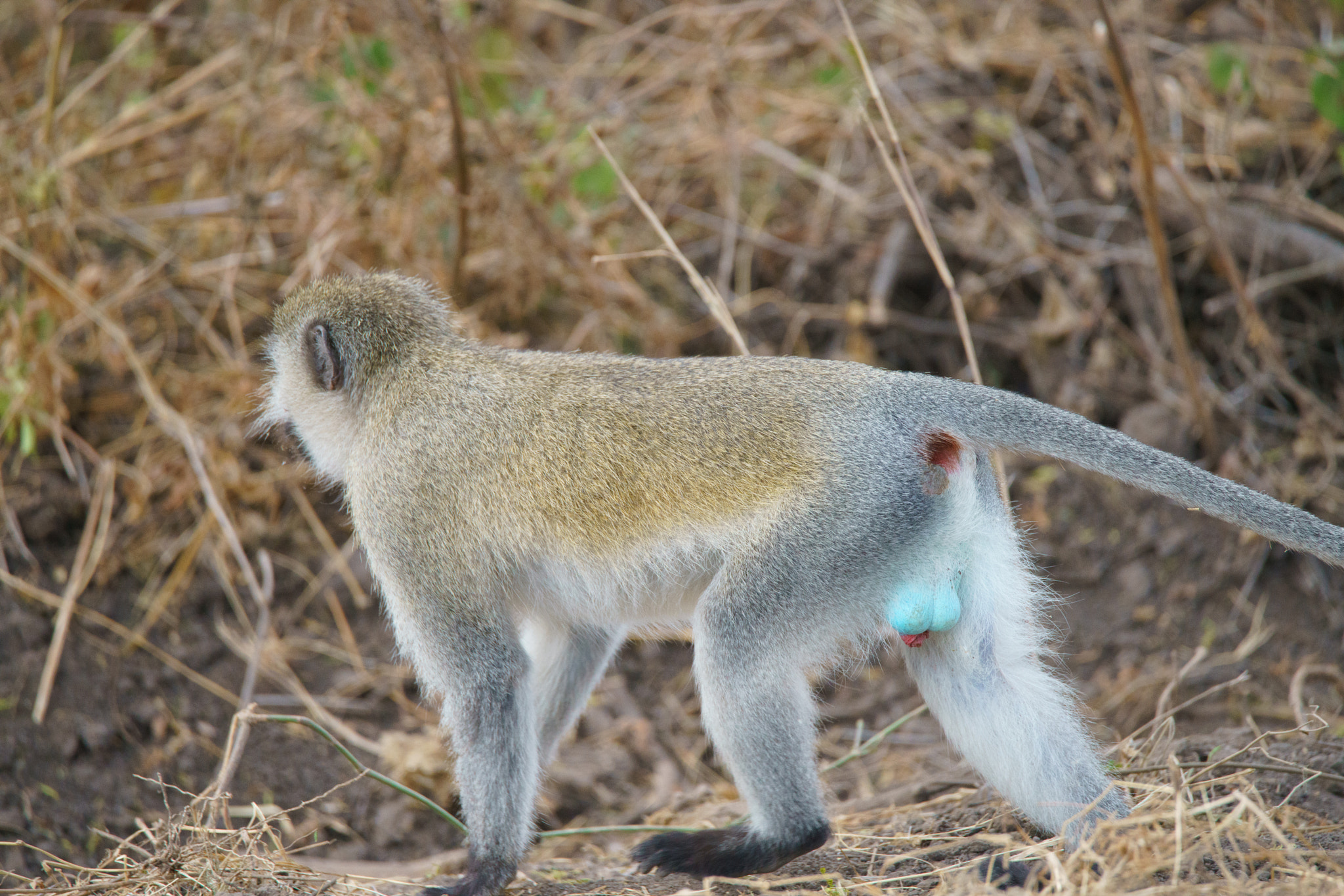 Sony a7R II + Tamron SP 150-600mm F5-6.3 Di VC USD sample photo. Vervet monkey photography