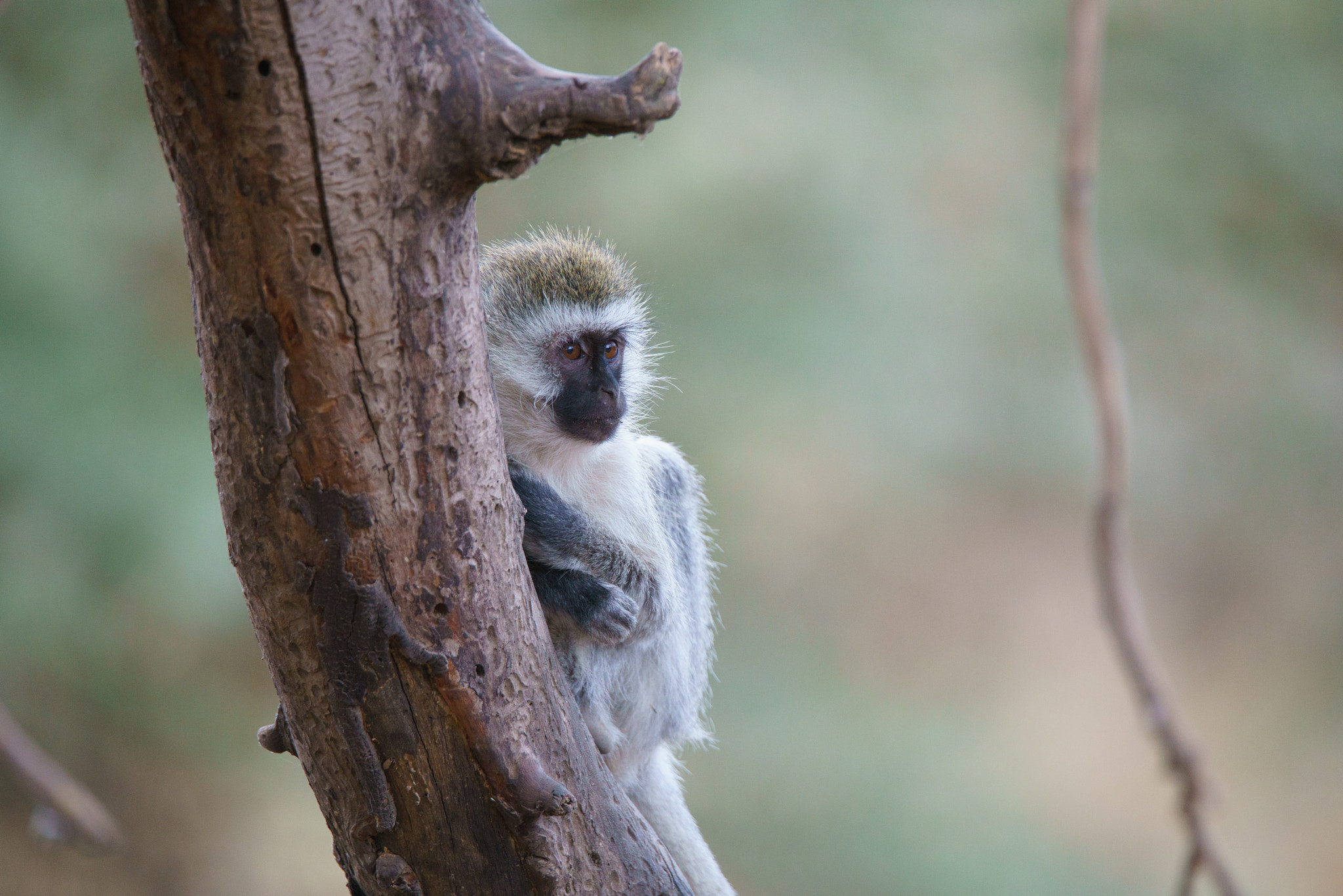 Sony a7R II + Tamron SP 150-600mm F5-6.3 Di VC USD sample photo. Vervet monkey photography