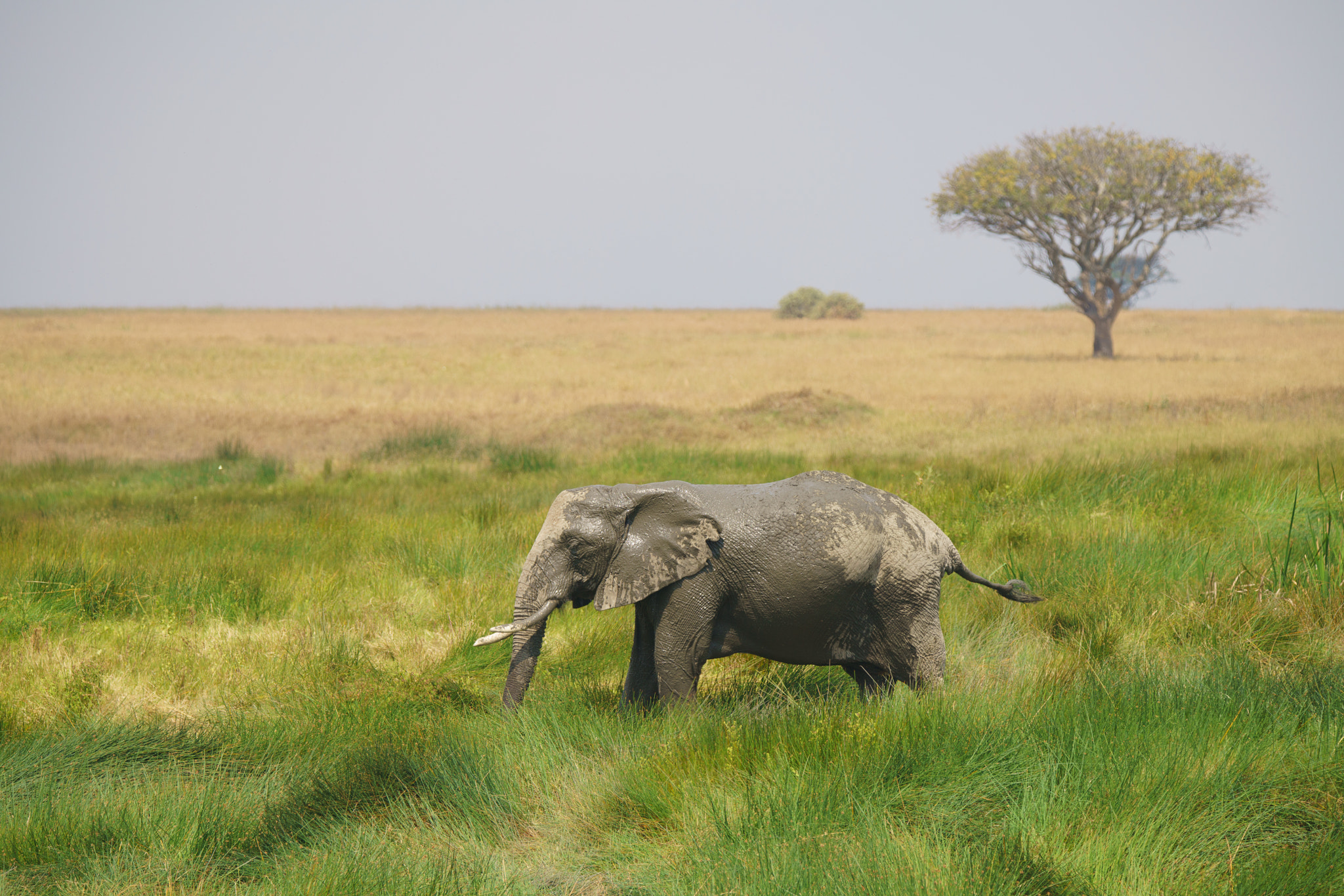 Sony a7R II + Tamron SP 150-600mm F5-6.3 Di VC USD sample photo. Serengeti national park photography