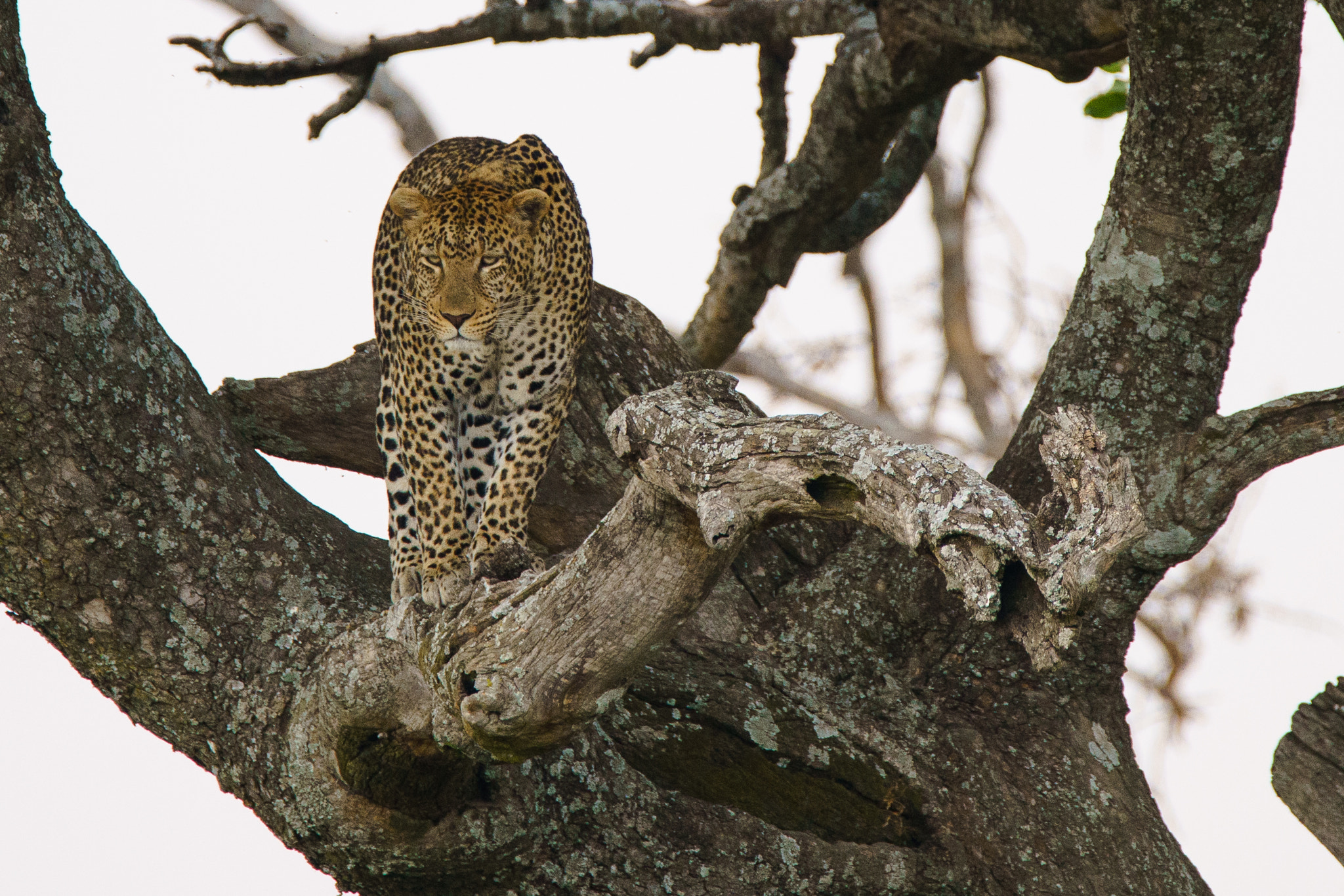 Sony a7R II + Tamron SP 150-600mm F5-6.3 Di VC USD sample photo. Rare leopard at serengeti national park photography