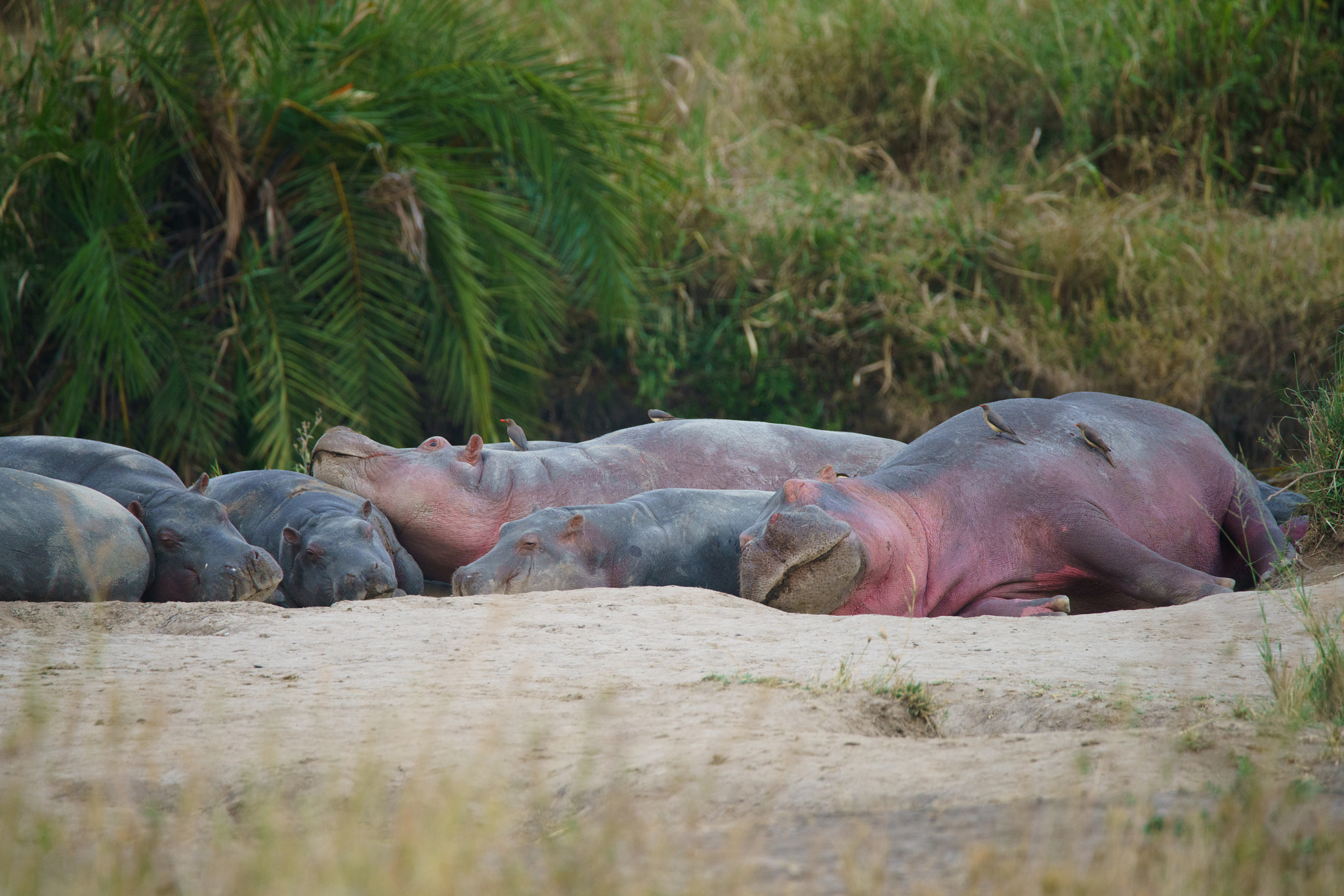 Sony a7R II + Tamron SP 150-600mm F5-6.3 Di VC USD sample photo. Sleeping hippos photography