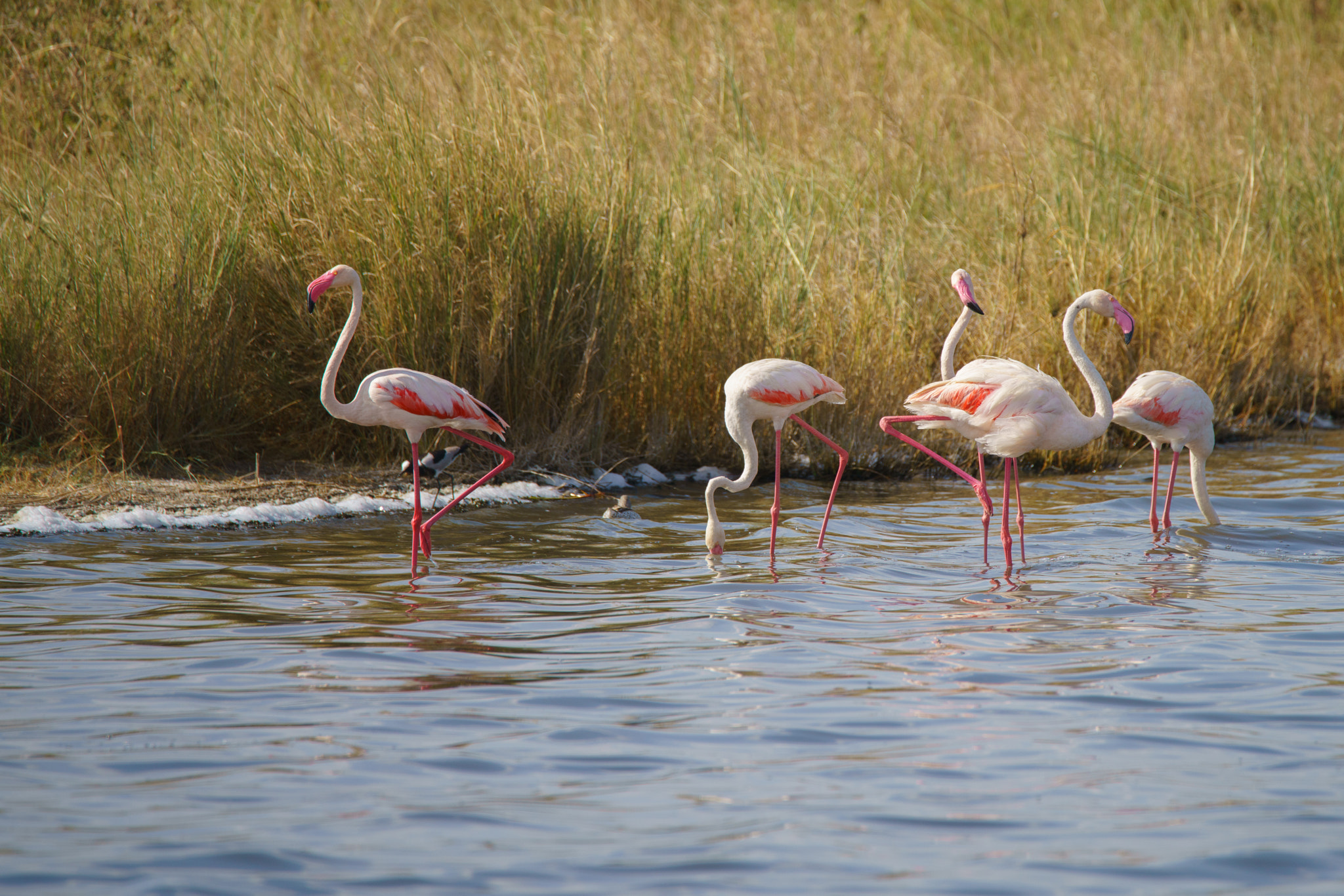 Sony a7R II + Tamron SP 150-600mm F5-6.3 Di VC USD sample photo. Pink flamingoes photography