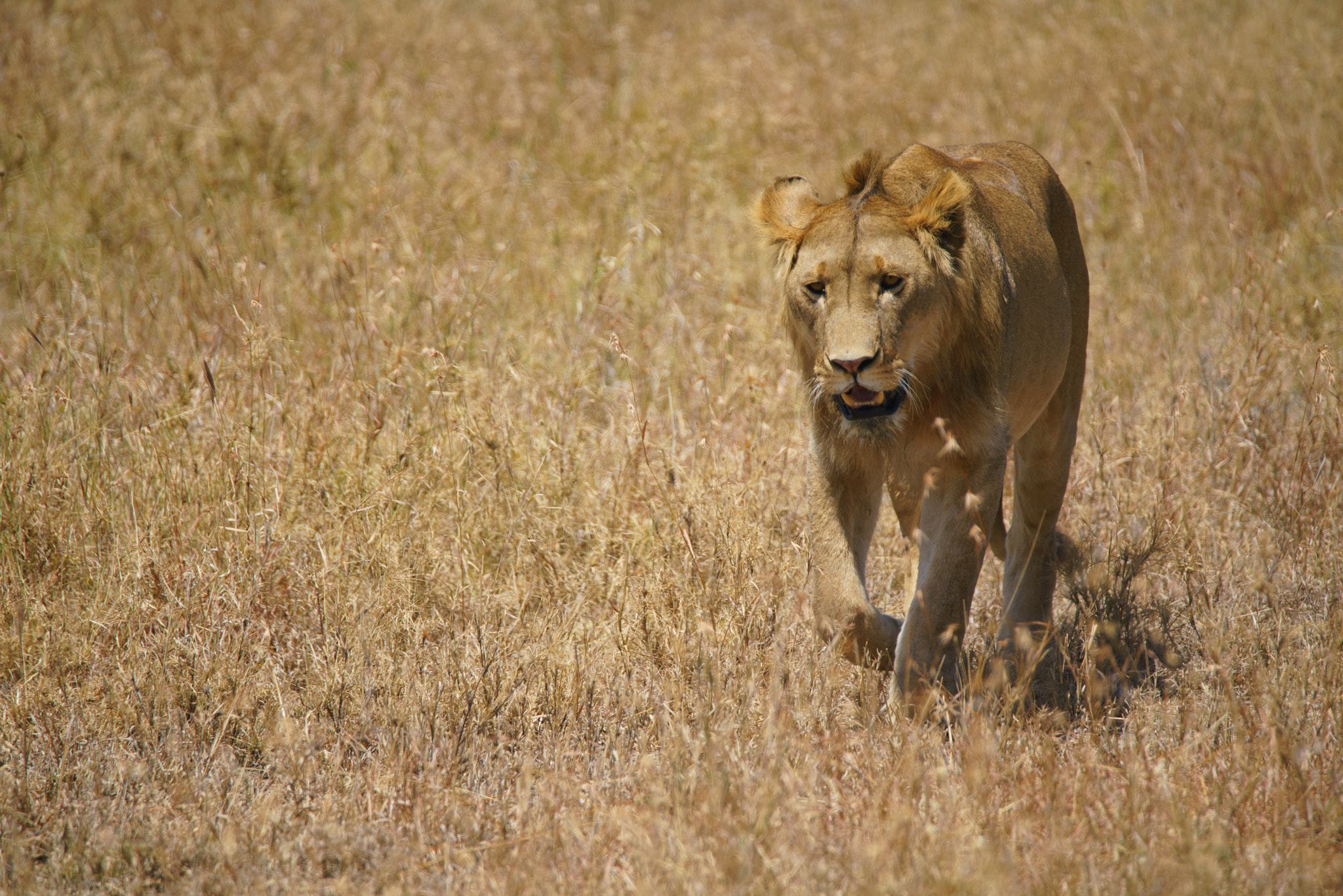 Sony a7R II + Tamron SP 150-600mm F5-6.3 Di VC USD sample photo. Young male lion photography