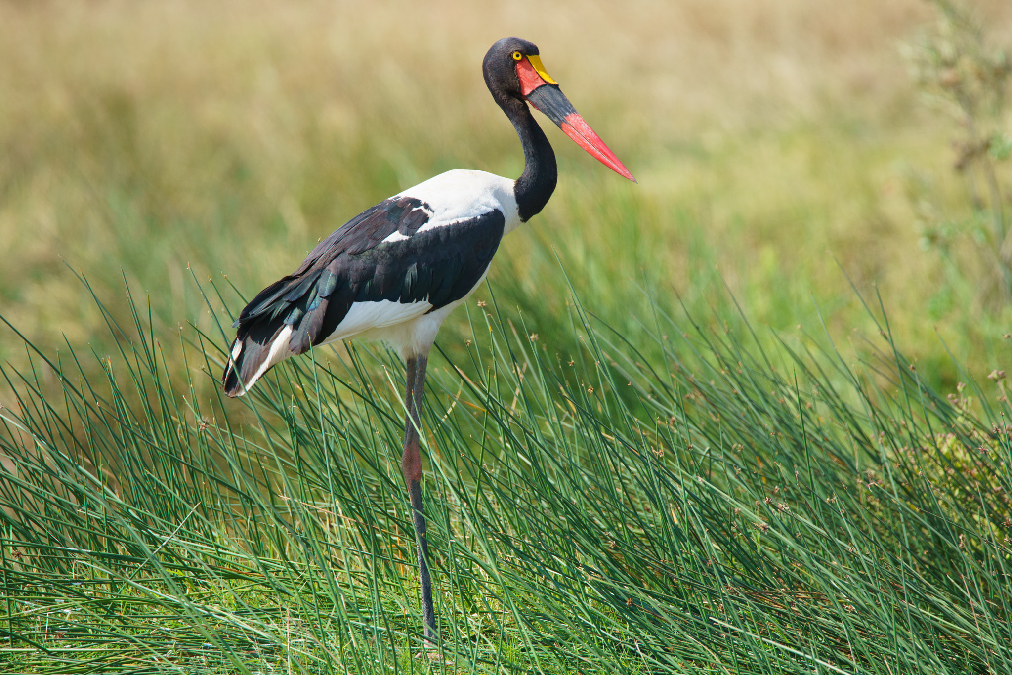 Tamron SP 150-600mm F5-6.3 Di VC USD sample photo. Saddle billed stork photography