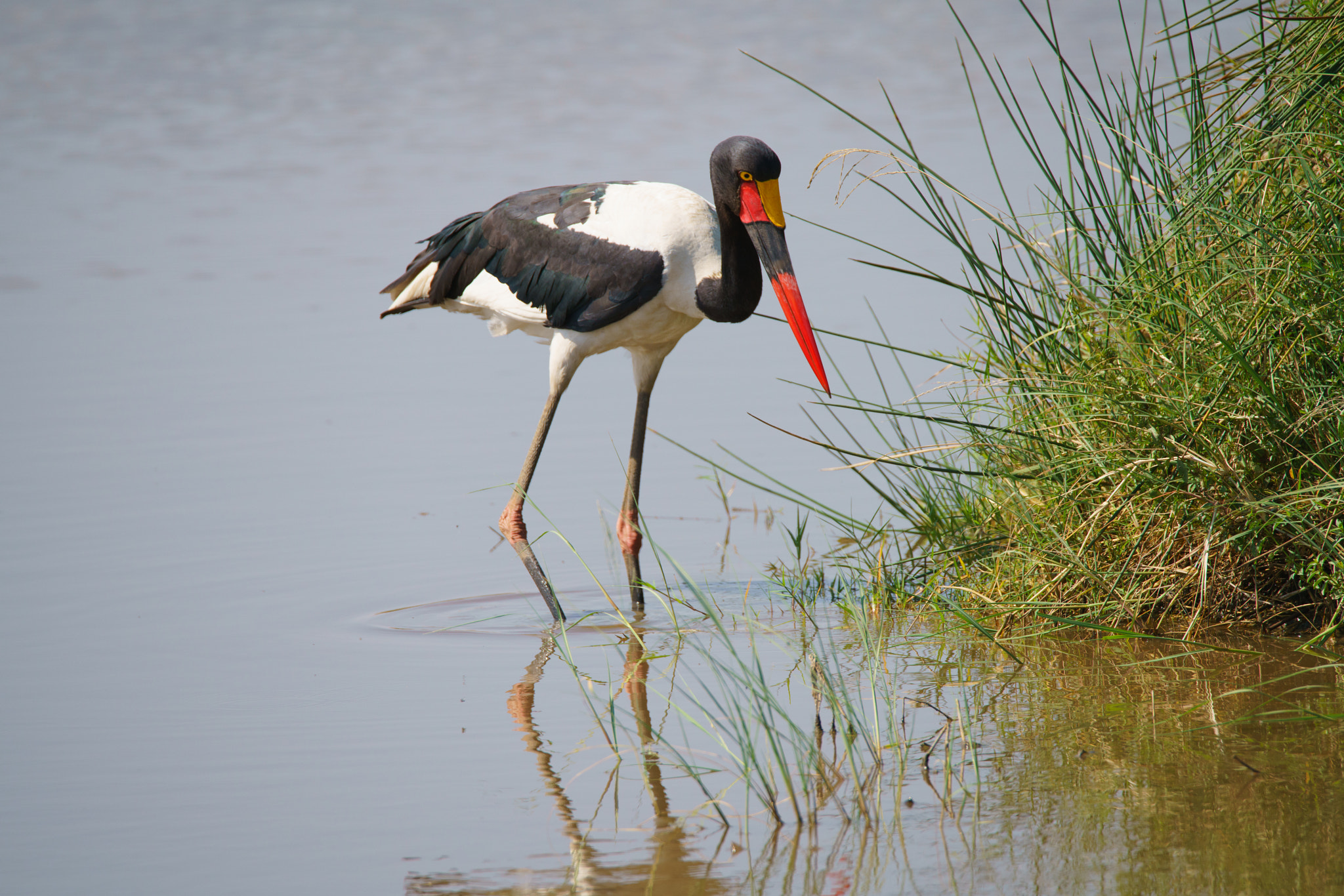 Sony a7R II + Tamron SP 150-600mm F5-6.3 Di VC USD sample photo. Saddle billed stork photography