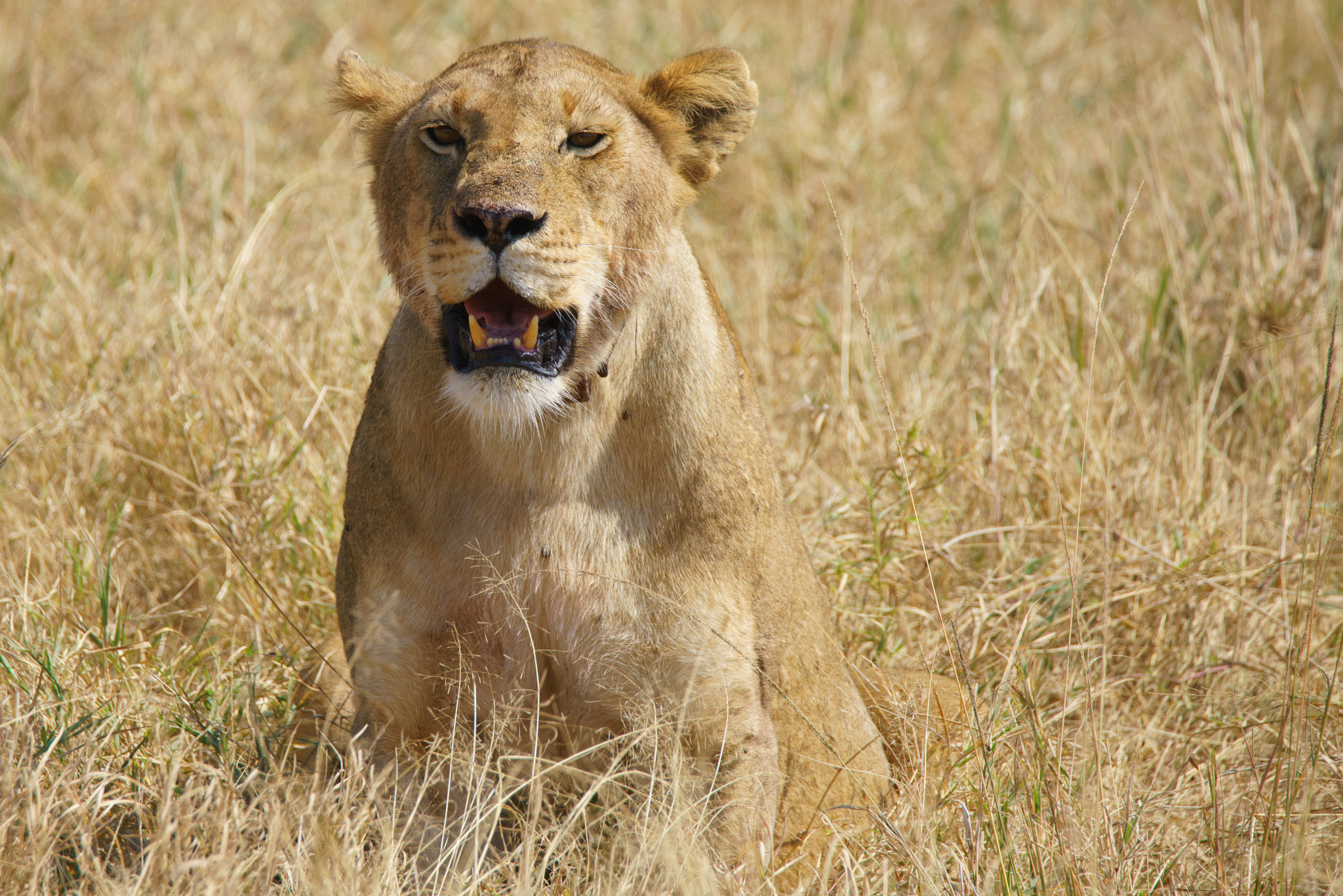 Sony a7R II + Tamron SP 150-600mm F5-6.3 Di VC USD sample photo. Lion photography