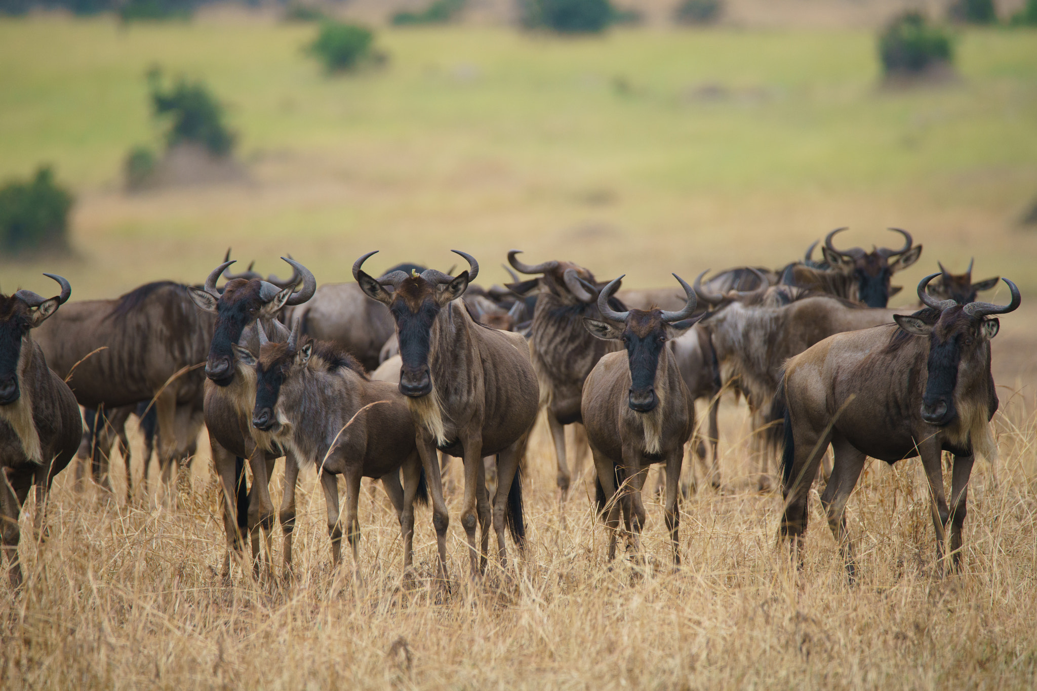 Sony a7R II + Tamron SP 150-600mm F5-6.3 Di VC USD sample photo. Wildebeest migration photography