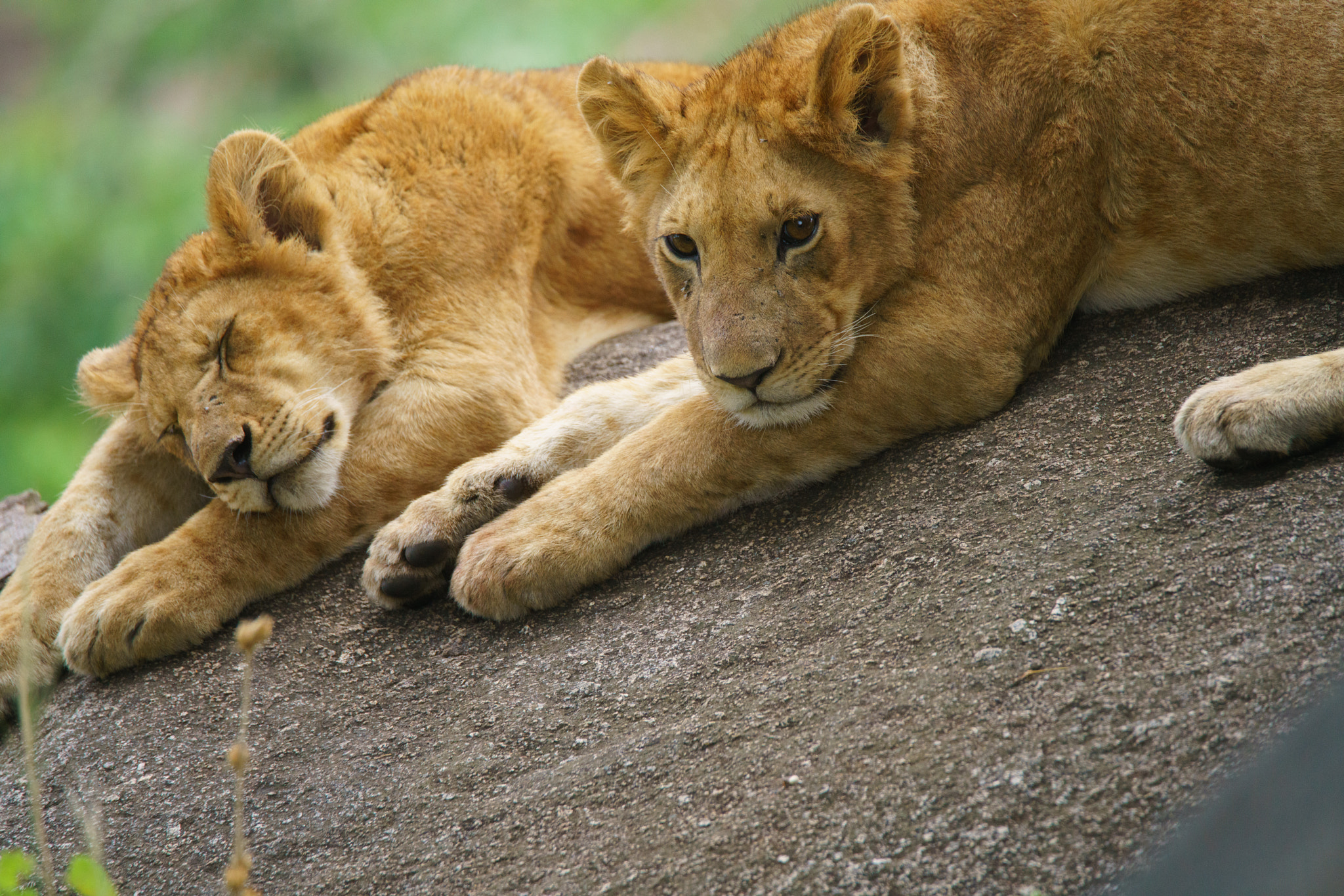 Sony a7R II + Tamron SP 150-600mm F5-6.3 Di VC USD sample photo. Lion cubs photography