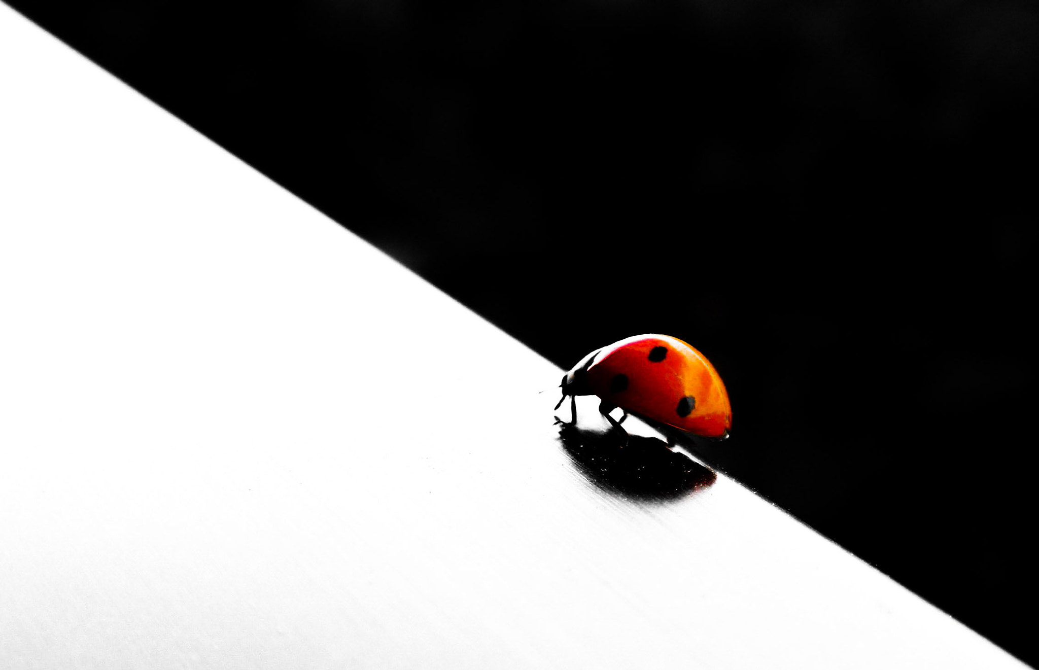 Nikon Coolpix S630 sample photo. Ladybug photography