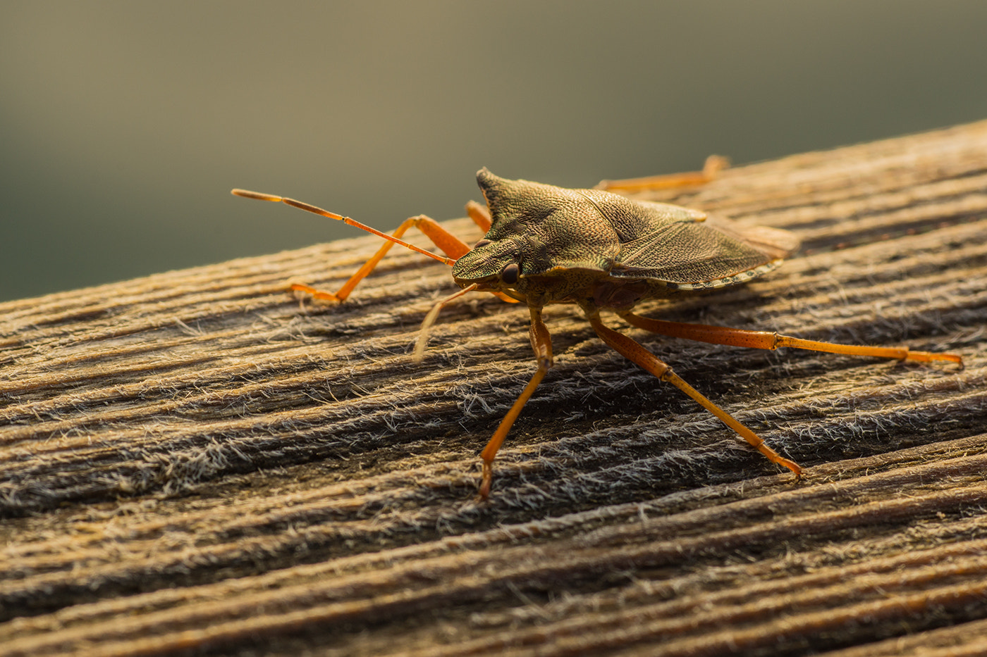 Sony SLT-A77 + Minolta AF 100mm F2.8 Macro [New] sample photo. Early morning on lake photography