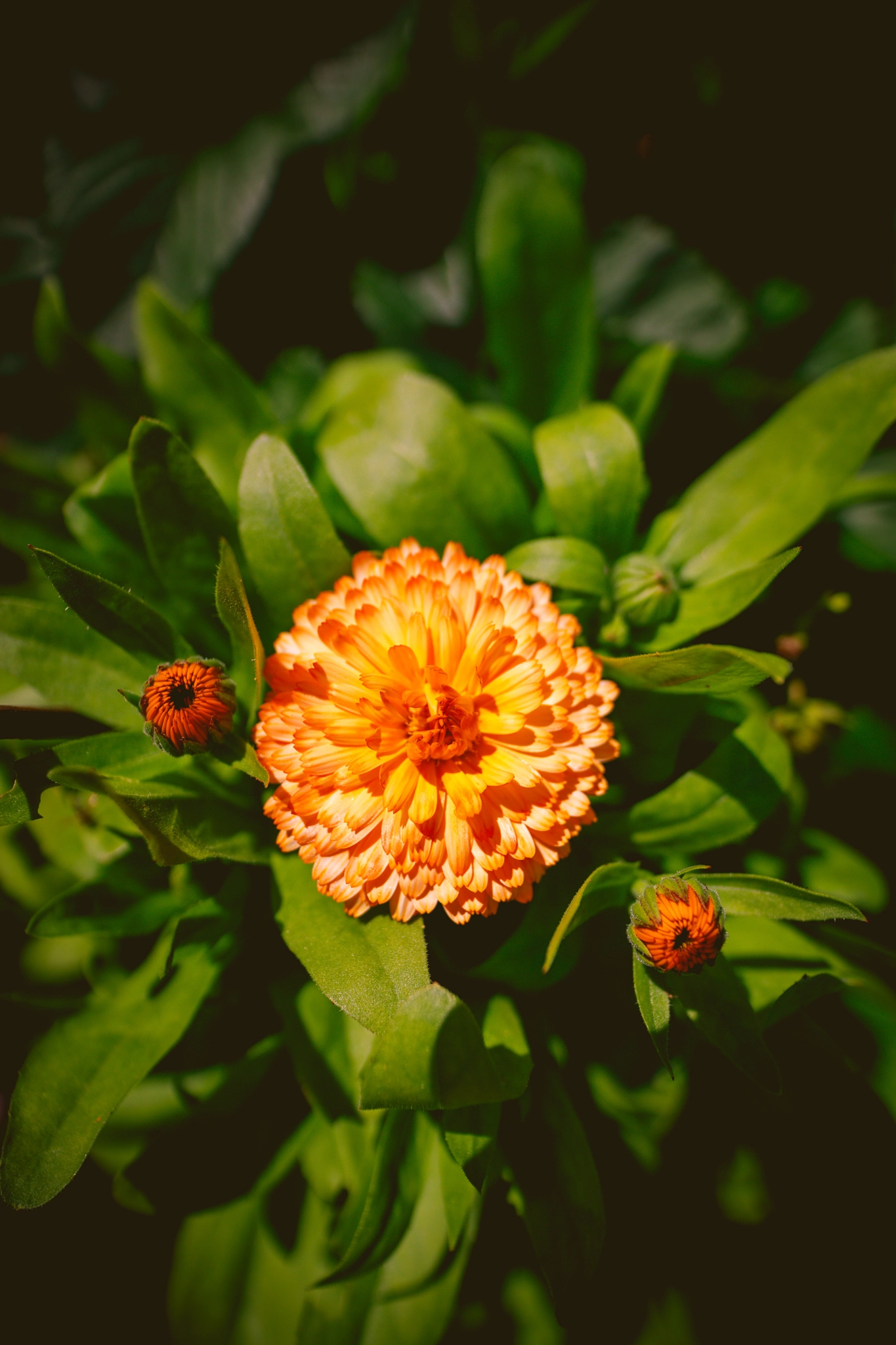Sigma 20mm F1.4 DG HSM Art sample photo. English marigold photography