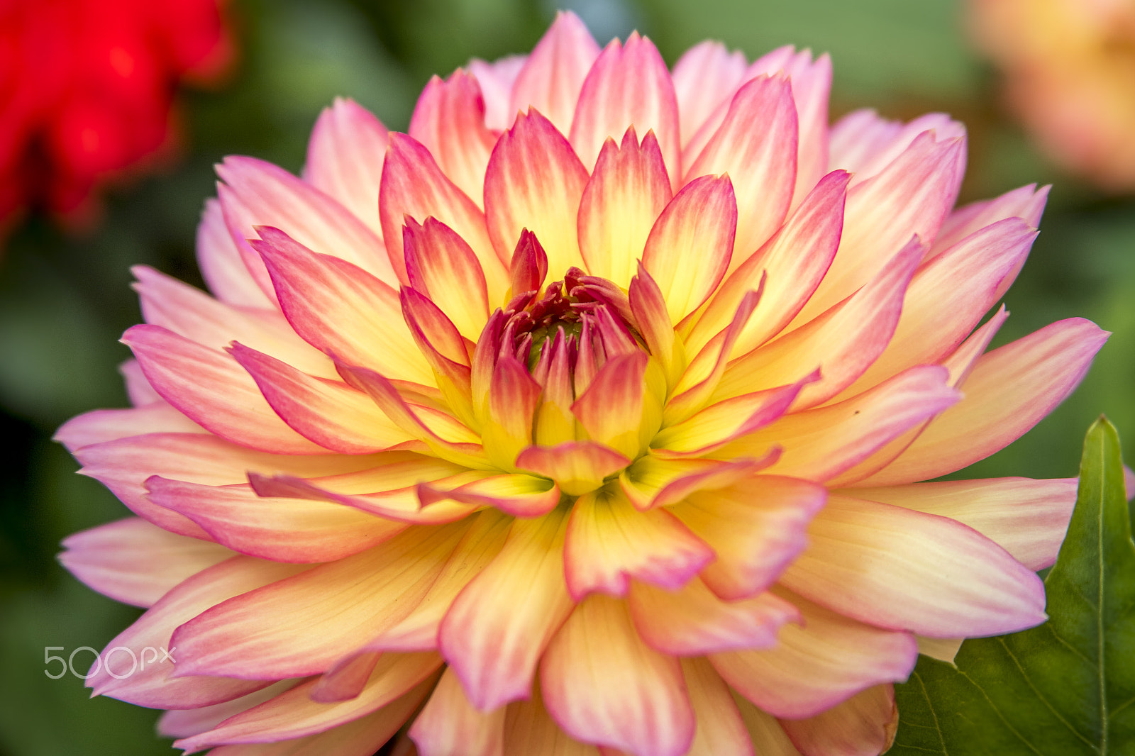 Canon EF 28-135mm F3.5-5.6 IS USM sample photo. Dahlia 1. photography