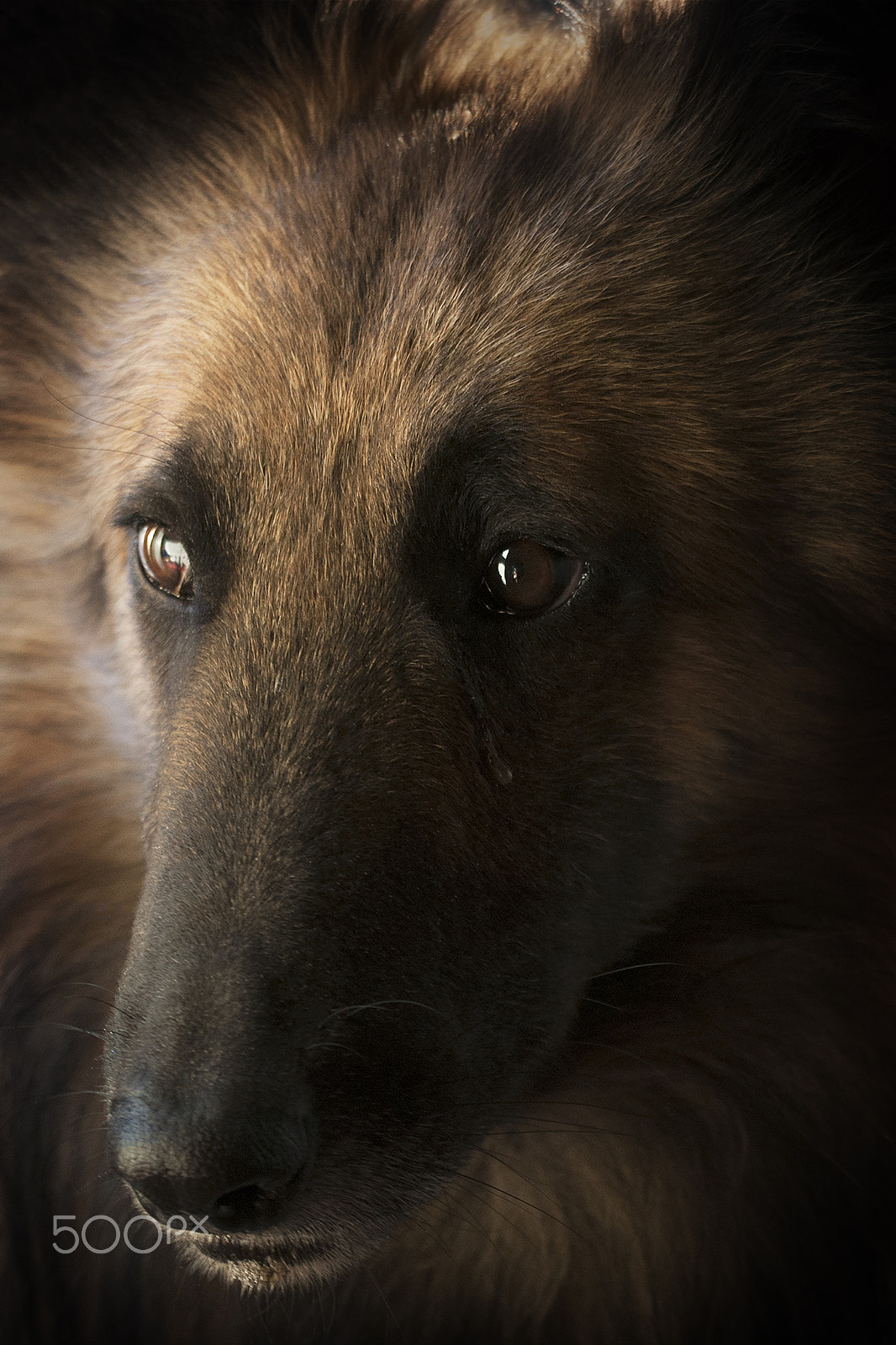 Sigma 150mm F2.8 EX DG OS Macro HSM sample photo. Jack photography