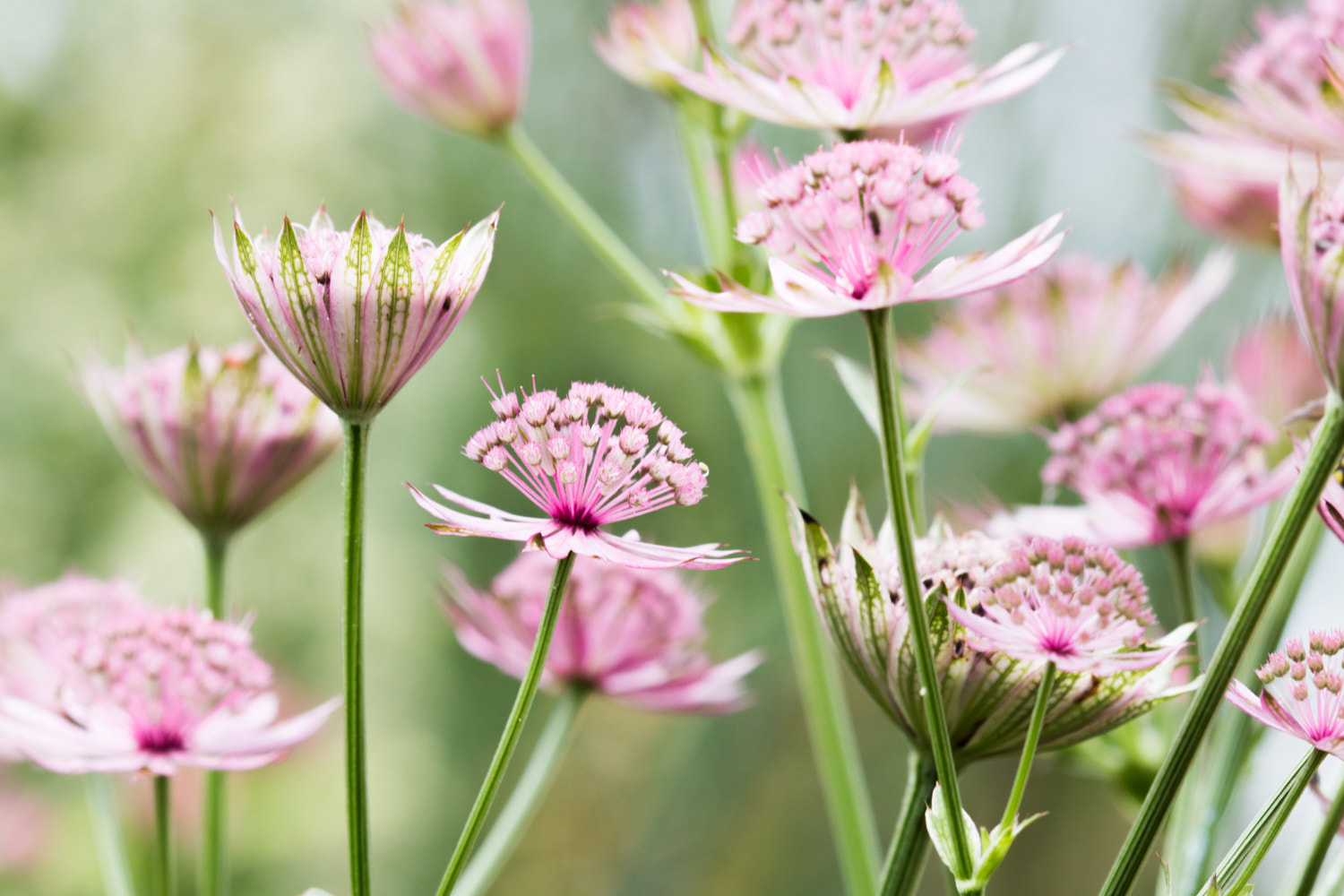 Canon EF 100mm F2.8 Macro USM sample photo. Pink flowers photography