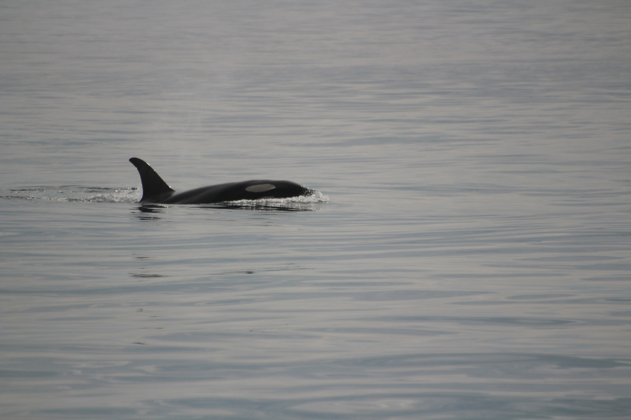 Sigma 70-300mm F4-5.6 APO DG Macro sample photo. Orca 'killer' whale photography
