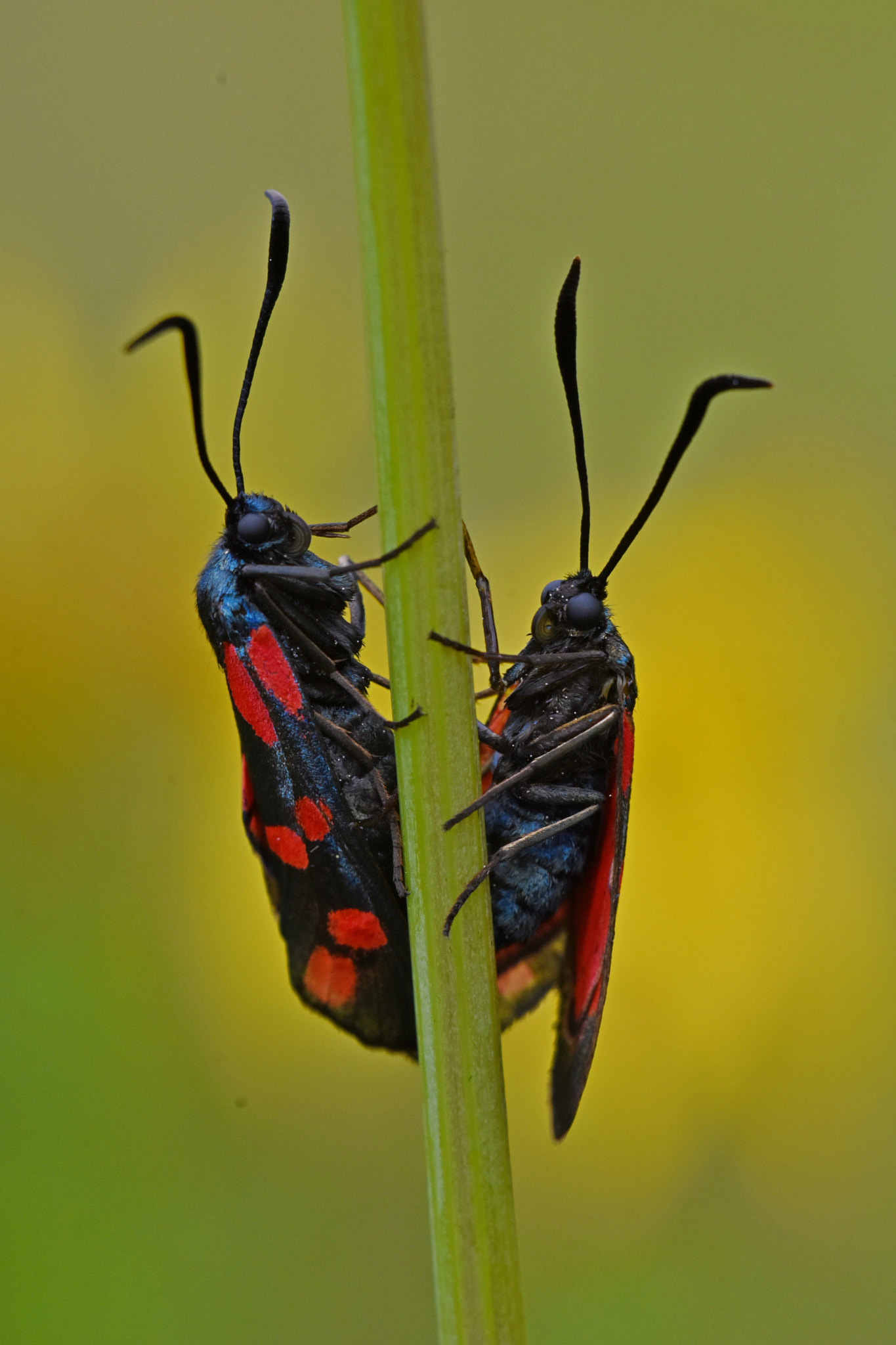 Sigma APO Macro 180mm F3.5 EX DG HSM sample photo. Duo photography