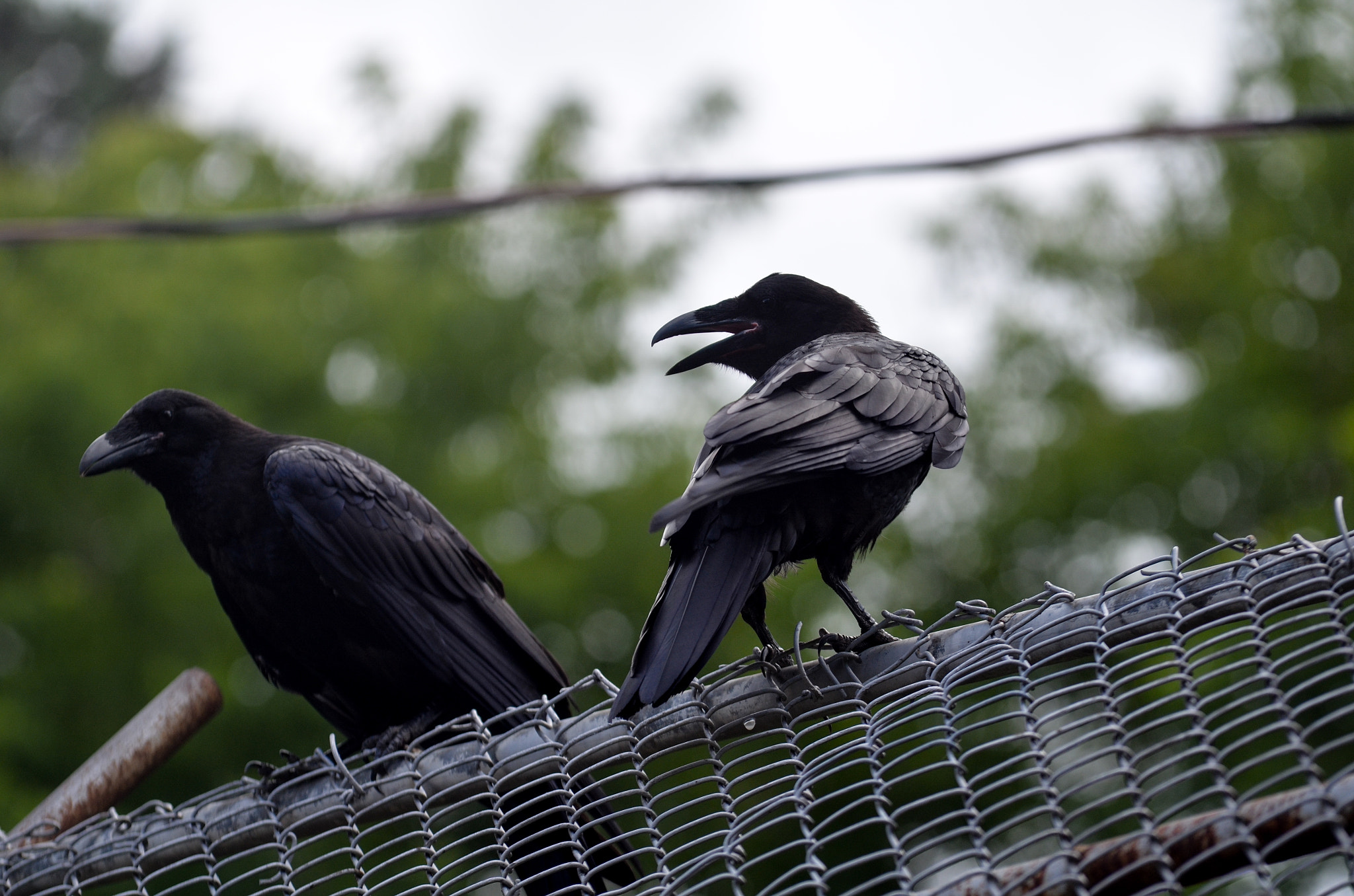Sigma 70-200mm F2.8 EX DG OS HSM sample photo. Crows photography
