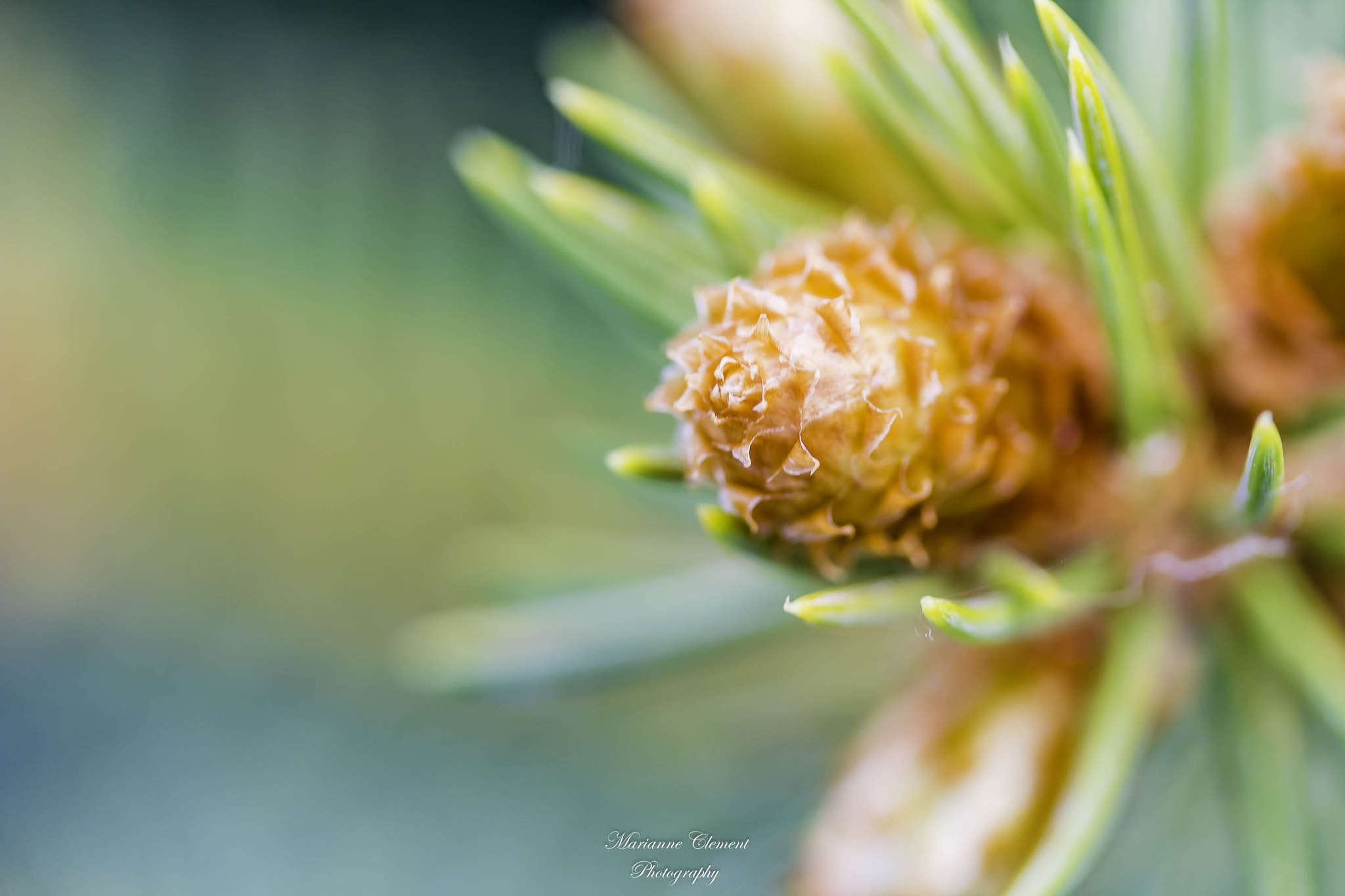 Canon EF-S 60mm F2.8 Macro USM sample photo. Spruce pine bud photography