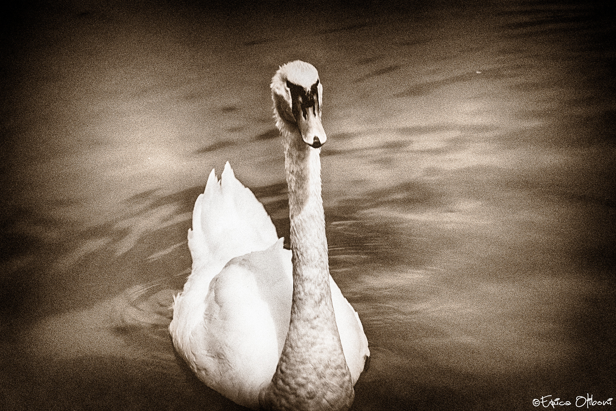 Canon EF 24-105mm F3.5-5.6 IS STM sample photo. Hipnotic swan photography