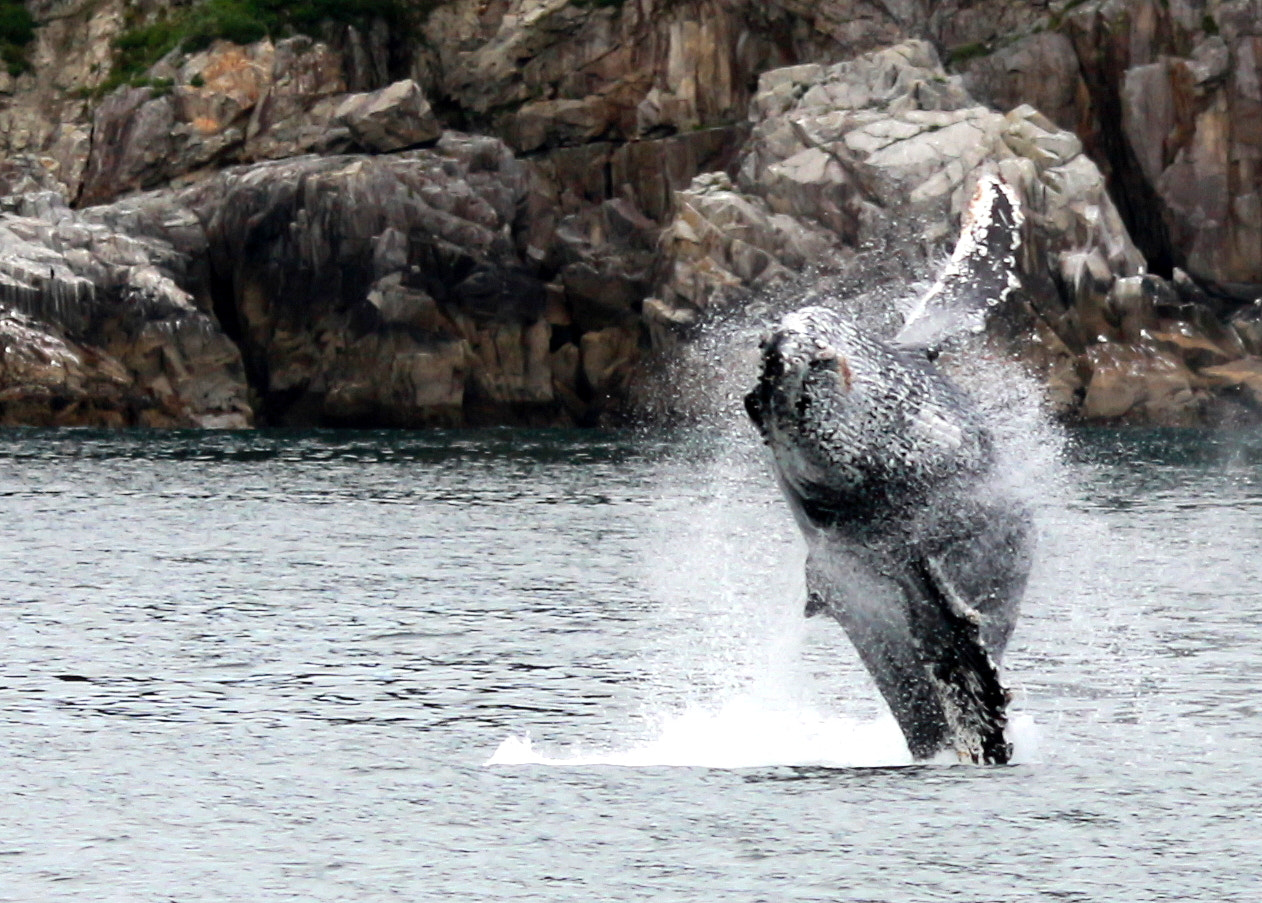 Sigma 70-300mm F4-5.6 APO DG Macro sample photo. Humpback breaching photography