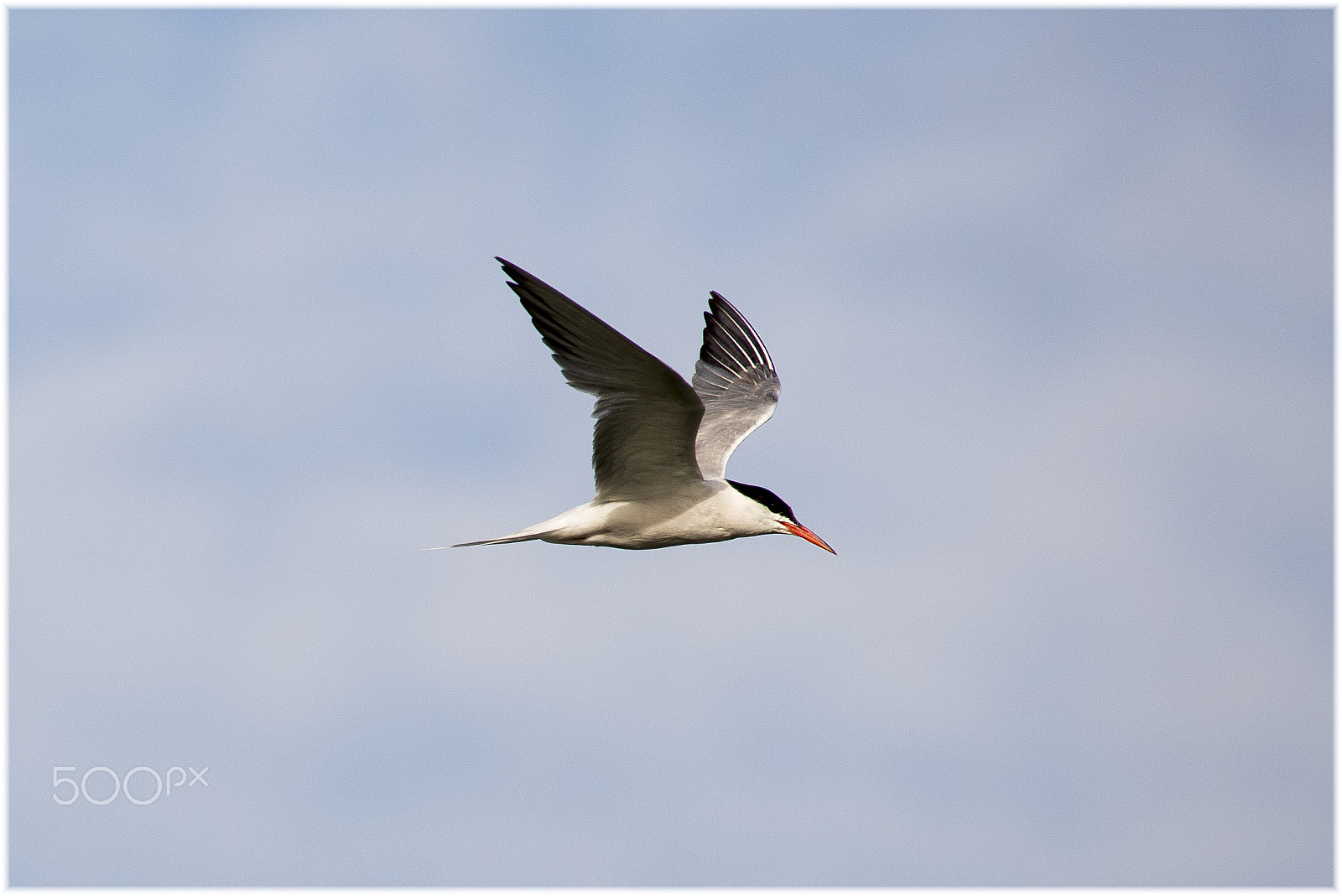 Sigma 50-500mm F4.5-6.3 DG OS HSM sample photo. Stern visdief photography