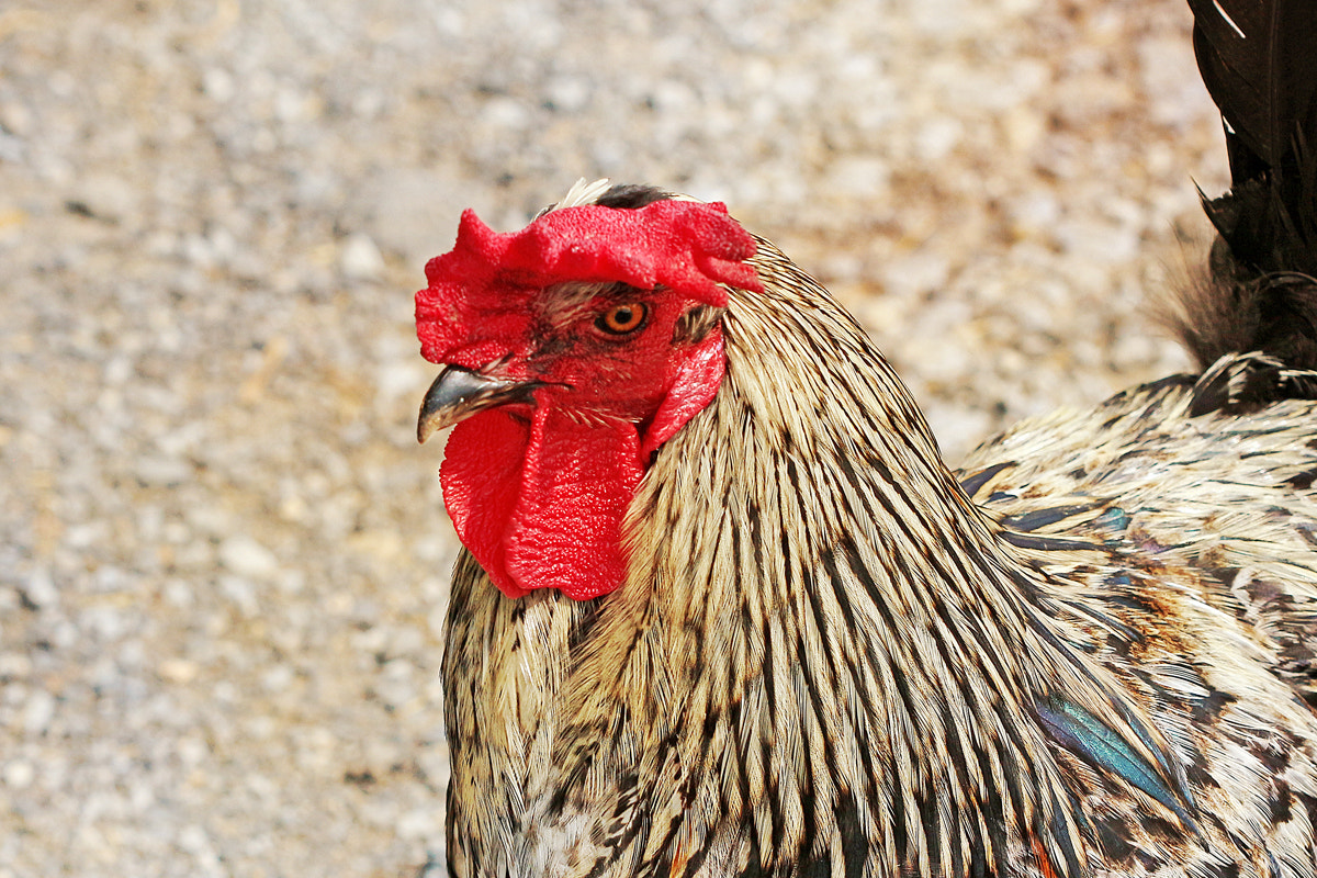 Canon EF 100mm F2.8 Macro USM sample photo. Rooster photography