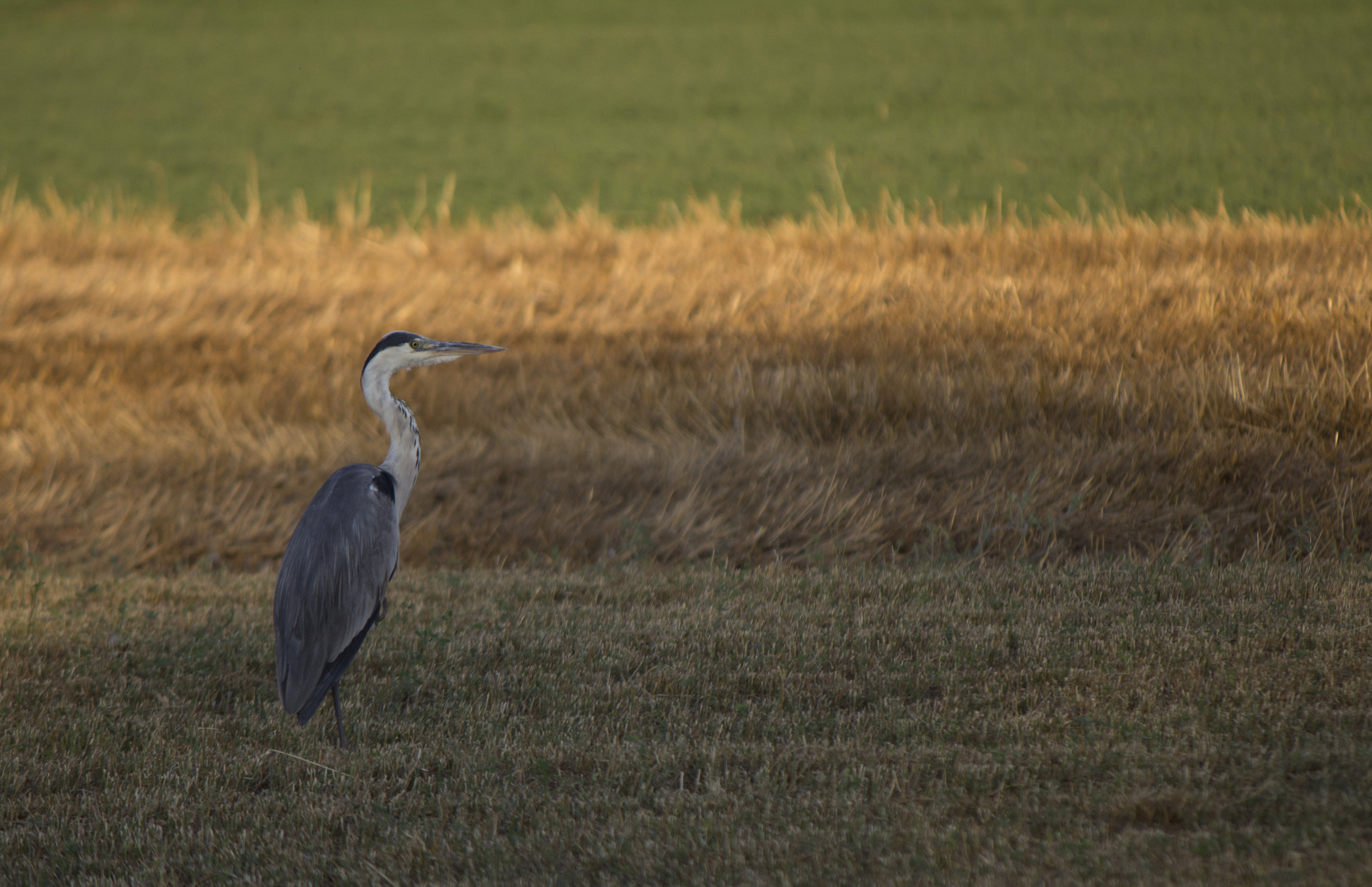 Canon EF-S 55-250mm F4-5.6 IS sample photo. Estate nei campi photography