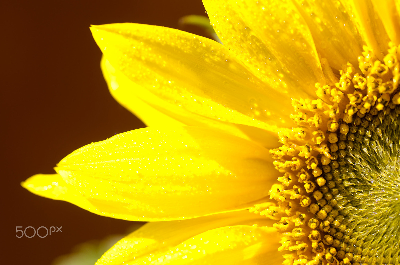 Nikon D7000 + Tamron SP 90mm F2.8 Di VC USD 1:1 Macro sample photo. Sunflower side photography