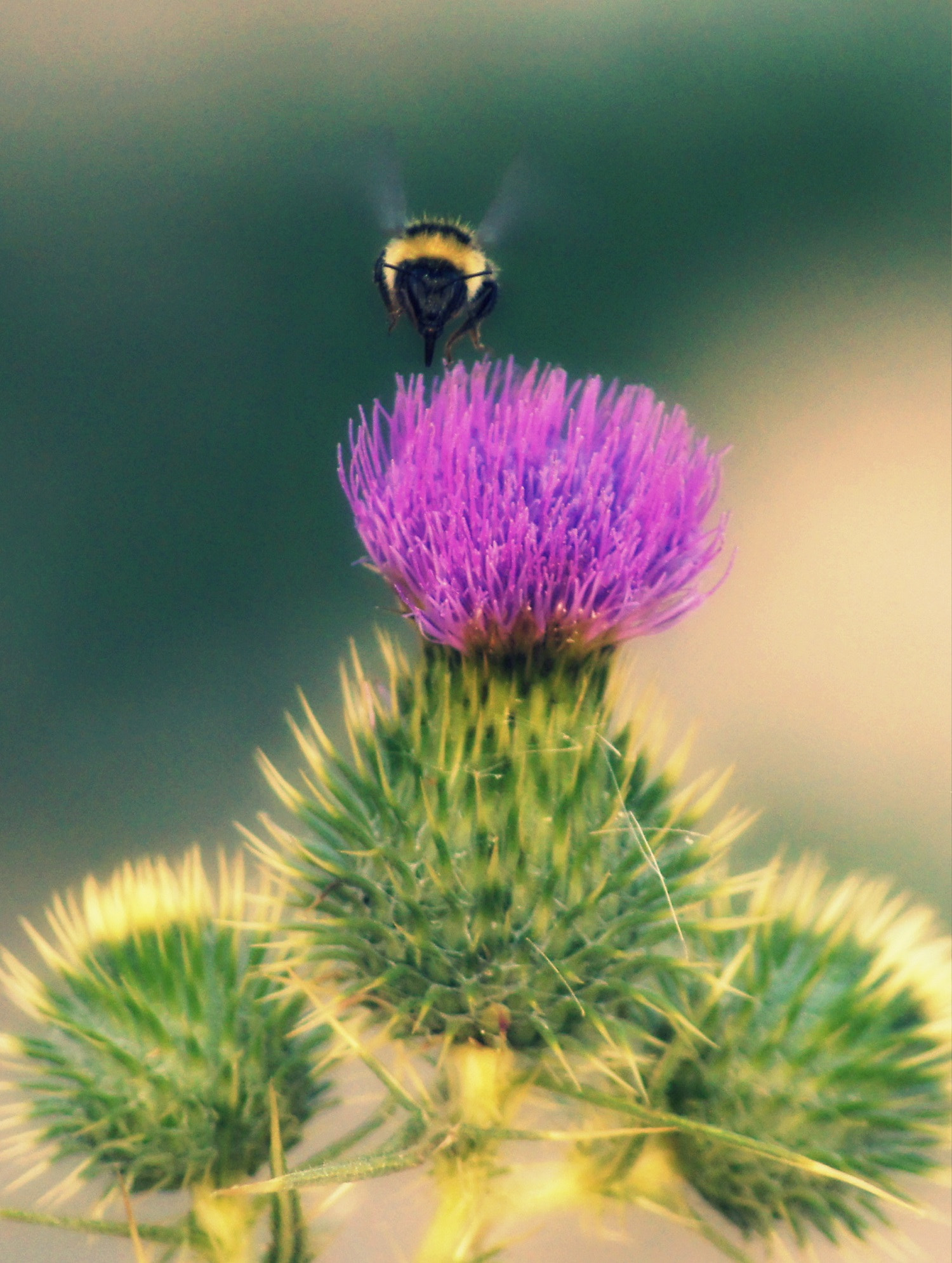 Sony DT 55-200mm F4-5.6 SAM sample photo. Landing photography